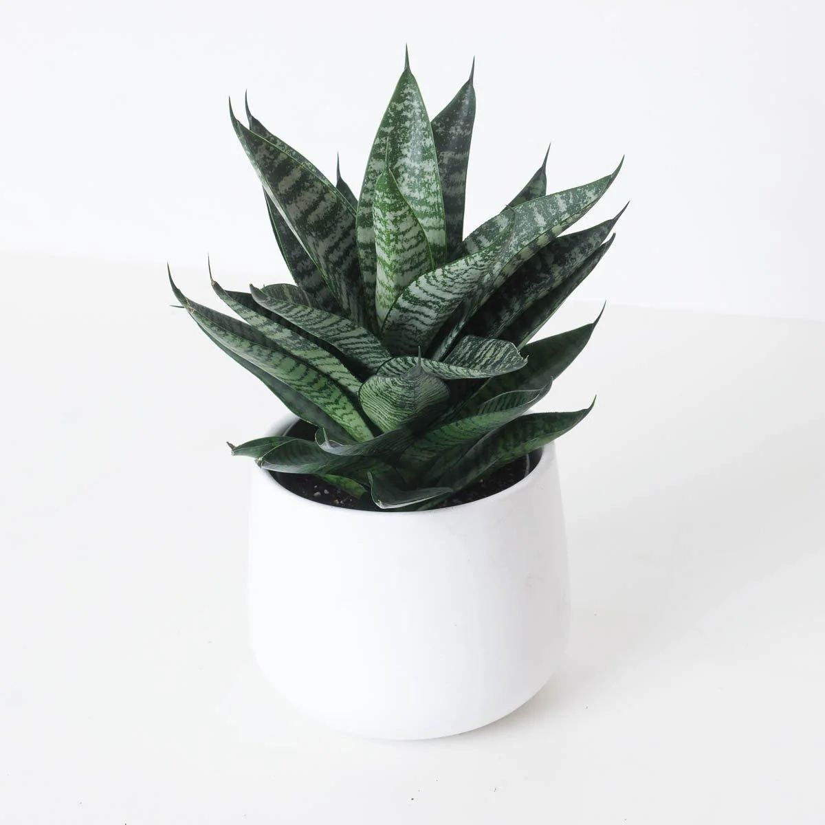 Sansevieria Star Ming Green Marble