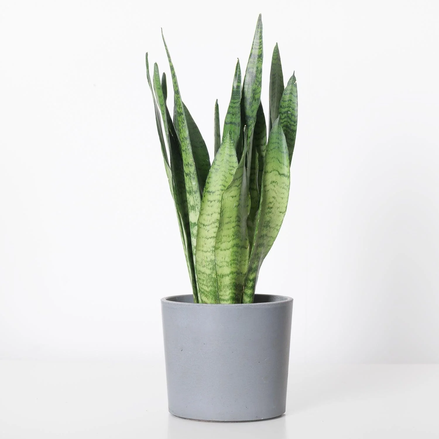 Sansevieria Trifasciata Zeylanica | Easy Care