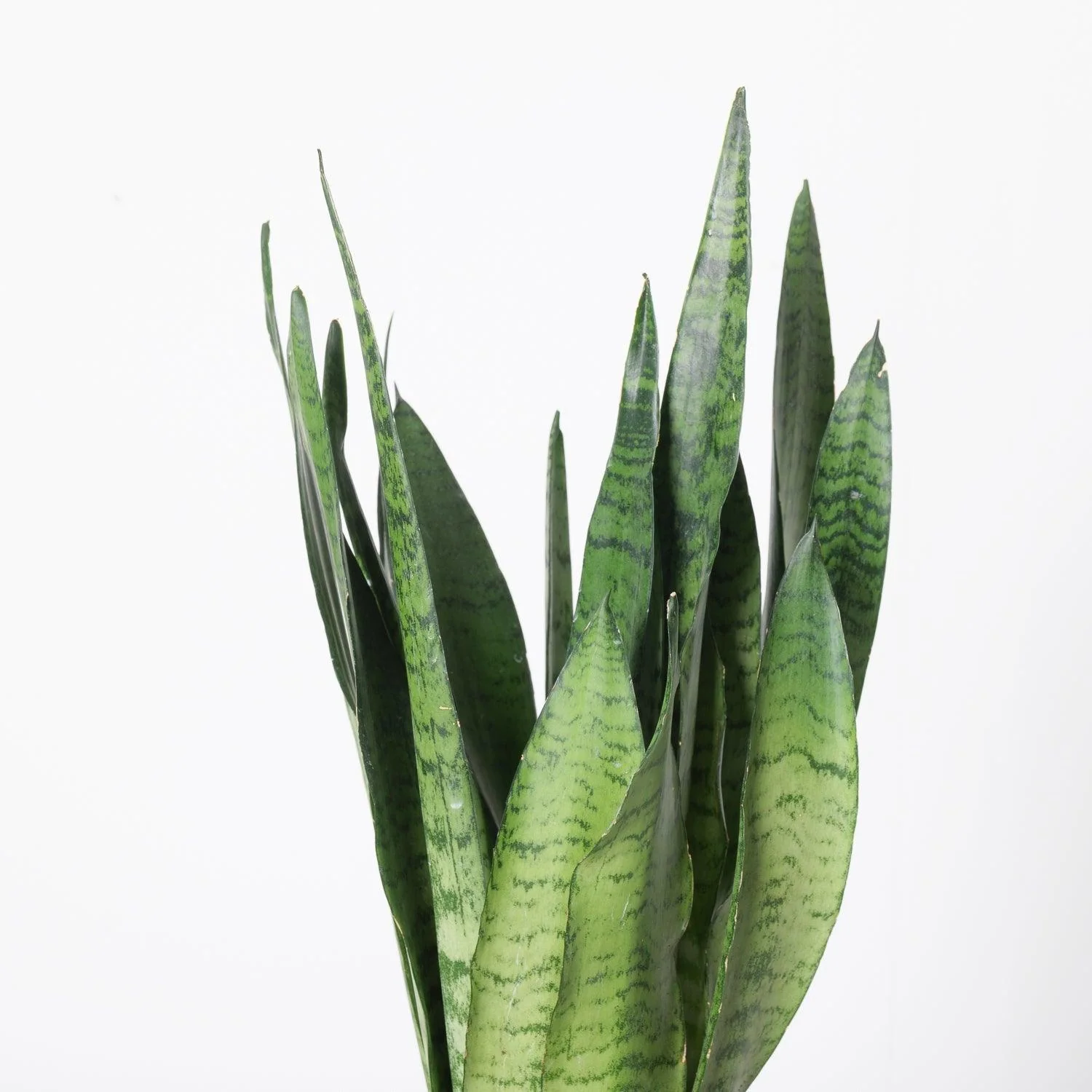 Sansevieria Trifasciata Zeylanica | Easy Care - Image 2