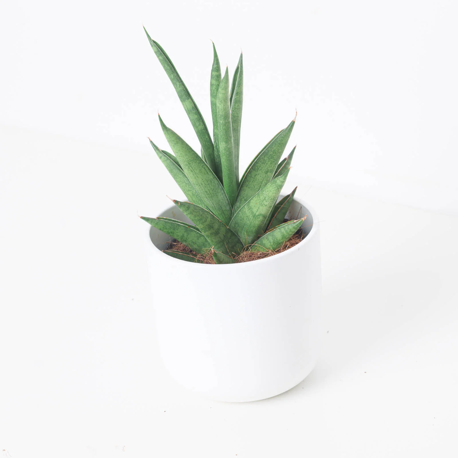 Sansevieria trifasciata 'Pineapple' - Image 2