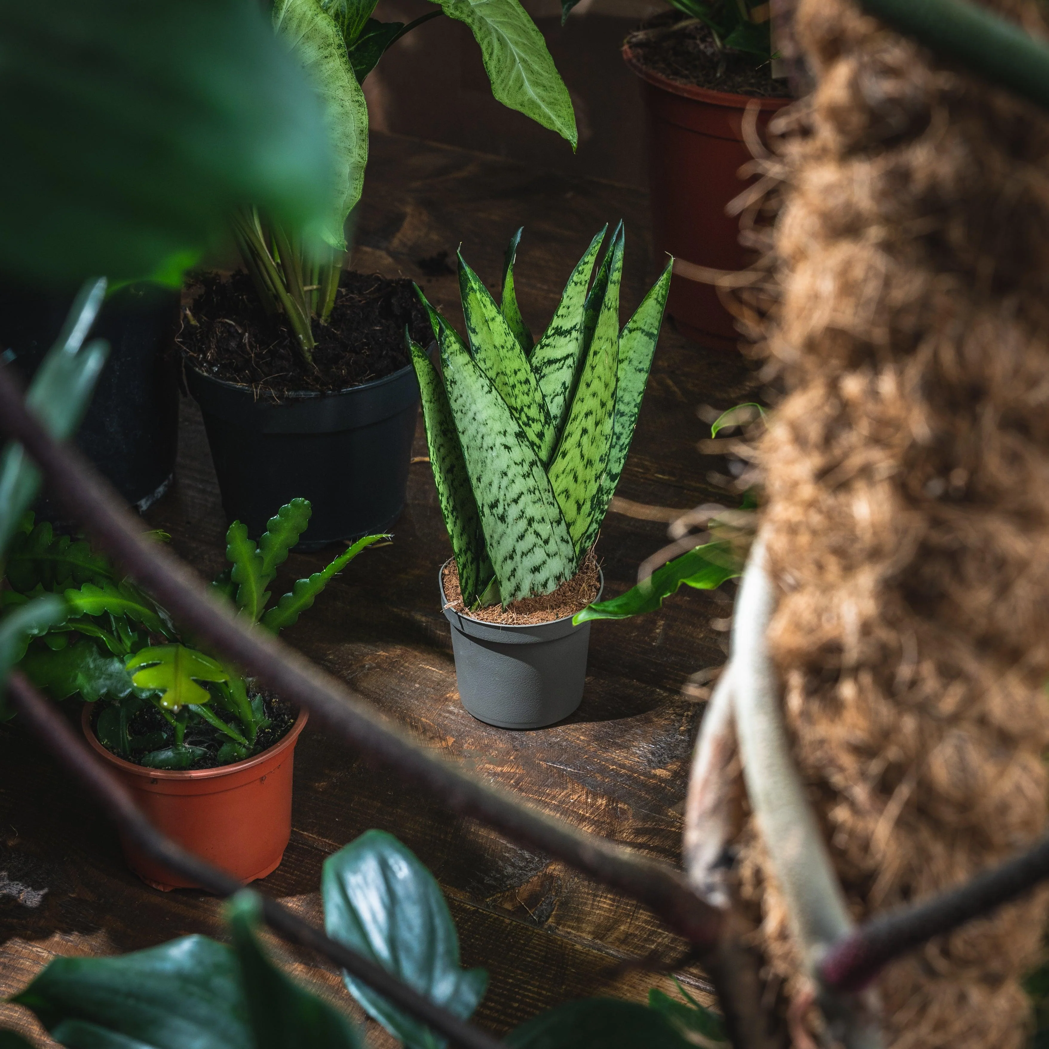 Sansevieria Zeylanica Fan | Snake Plant | 12cm Pot | Air Purifying Easy Care House Plant