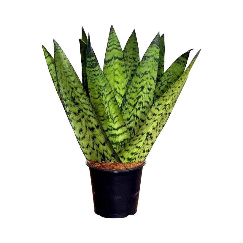 Sansevieria Zeylanica Fan | Snake Plant | 12cm Pot | Air Purifying Easy Care House Plant - Image 2