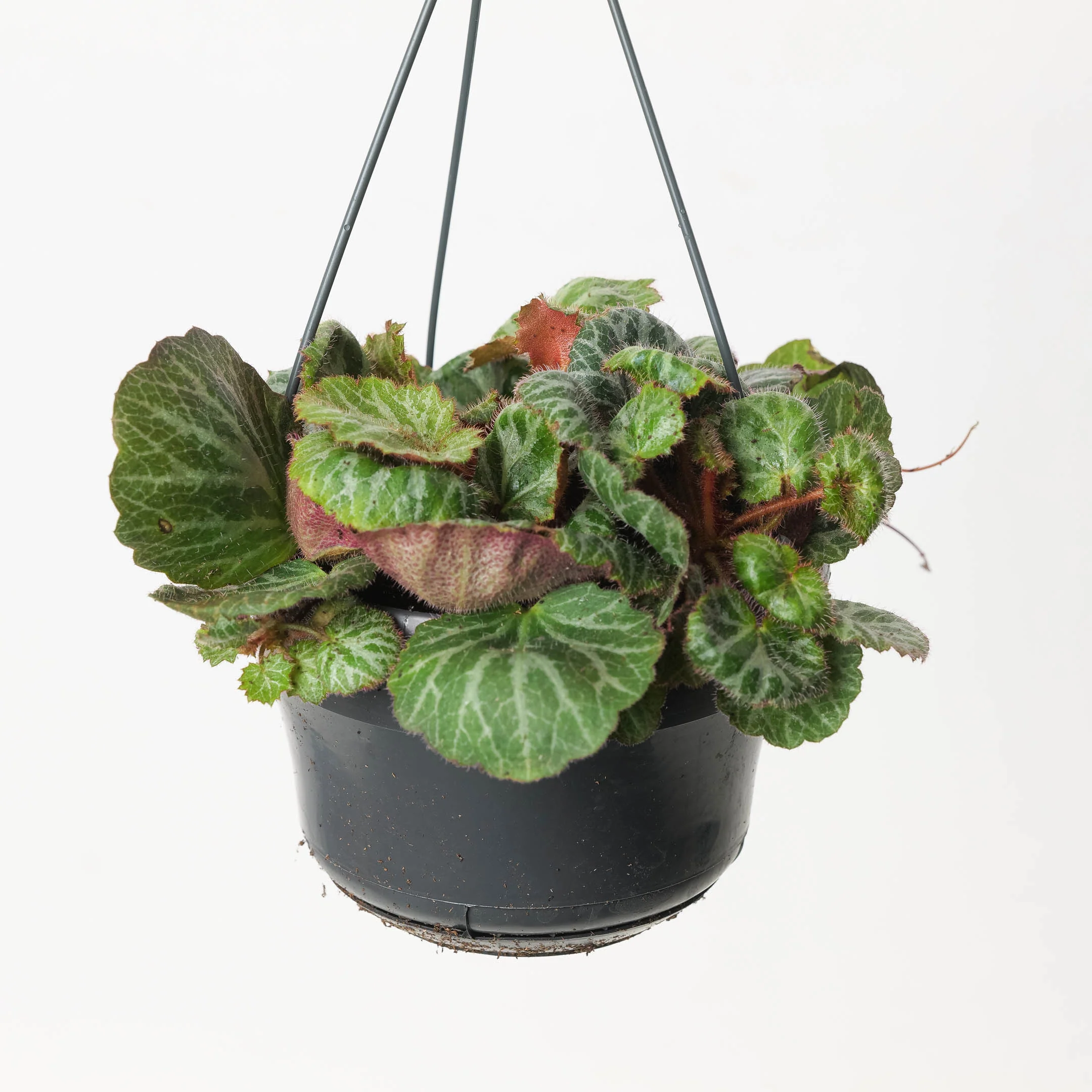 Saxifraga stolonifera