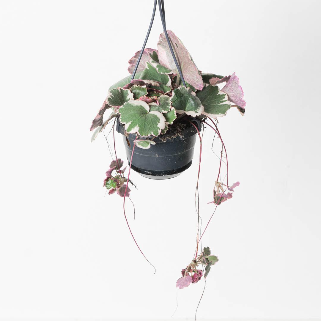 Saxifraga Stolonifera Tricolor | Strawberry Begonia