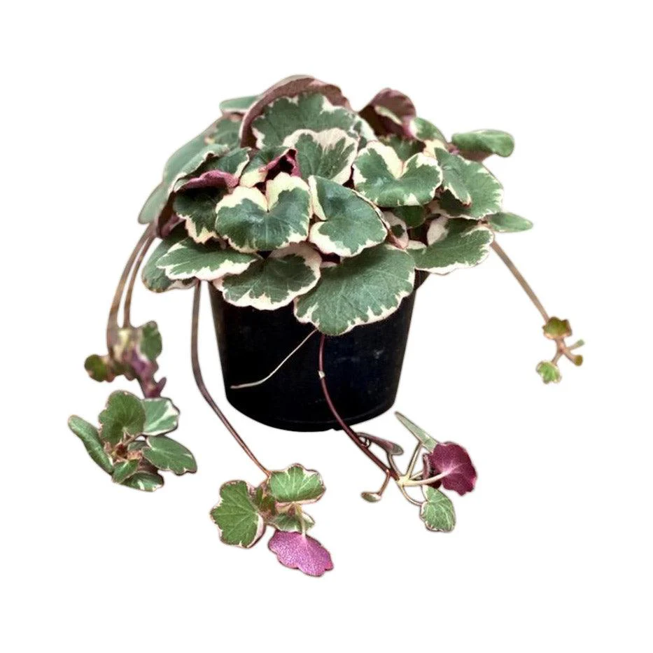 Saxifraga Stolonifera Tricolor | Strawberry Begonia - Image 2
