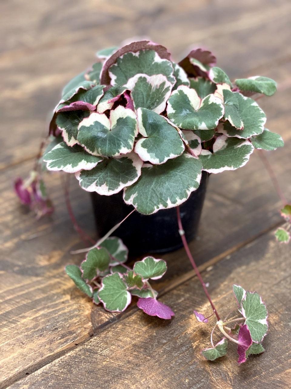 Saxifraga Stolonifera Tricolor | Strawberry Begonia - Image 3