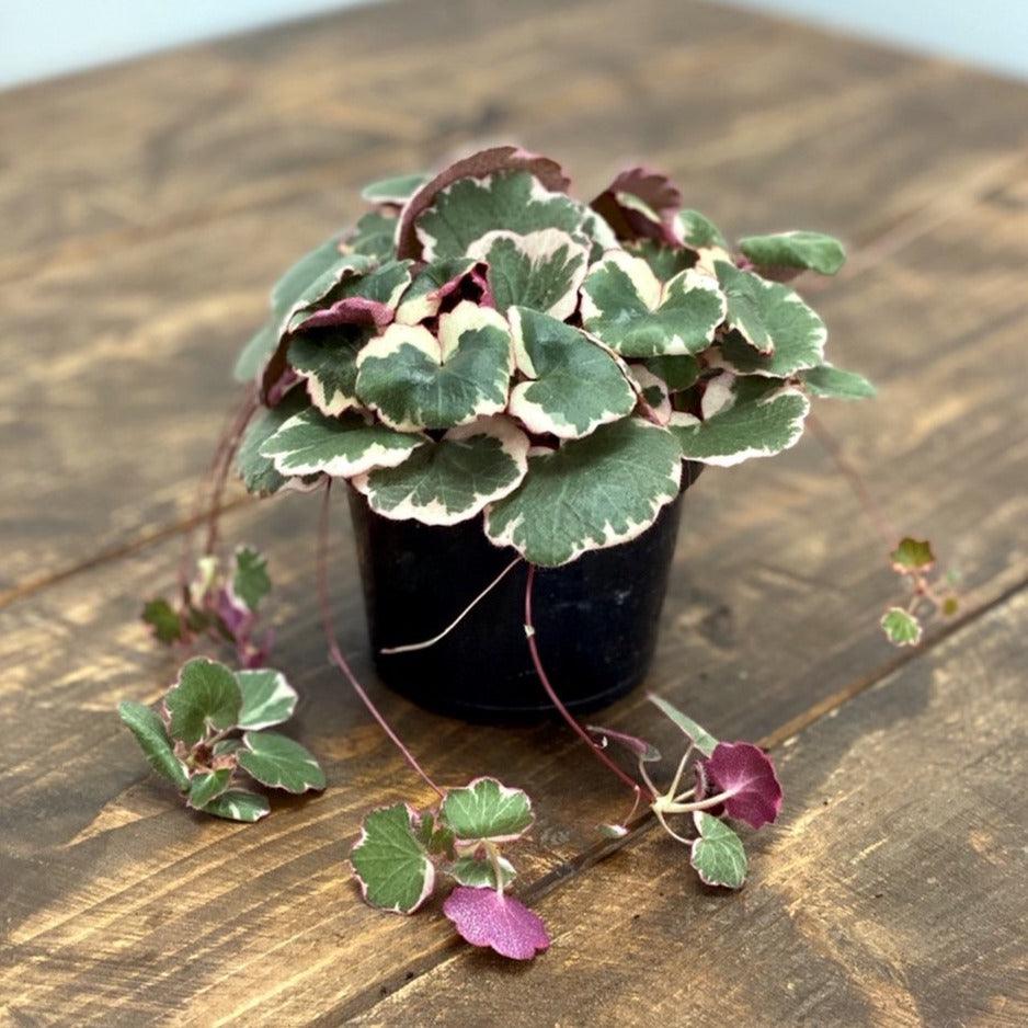 Saxifraga Stolonifera Tricolor | Strawberry Begonia - Image 4