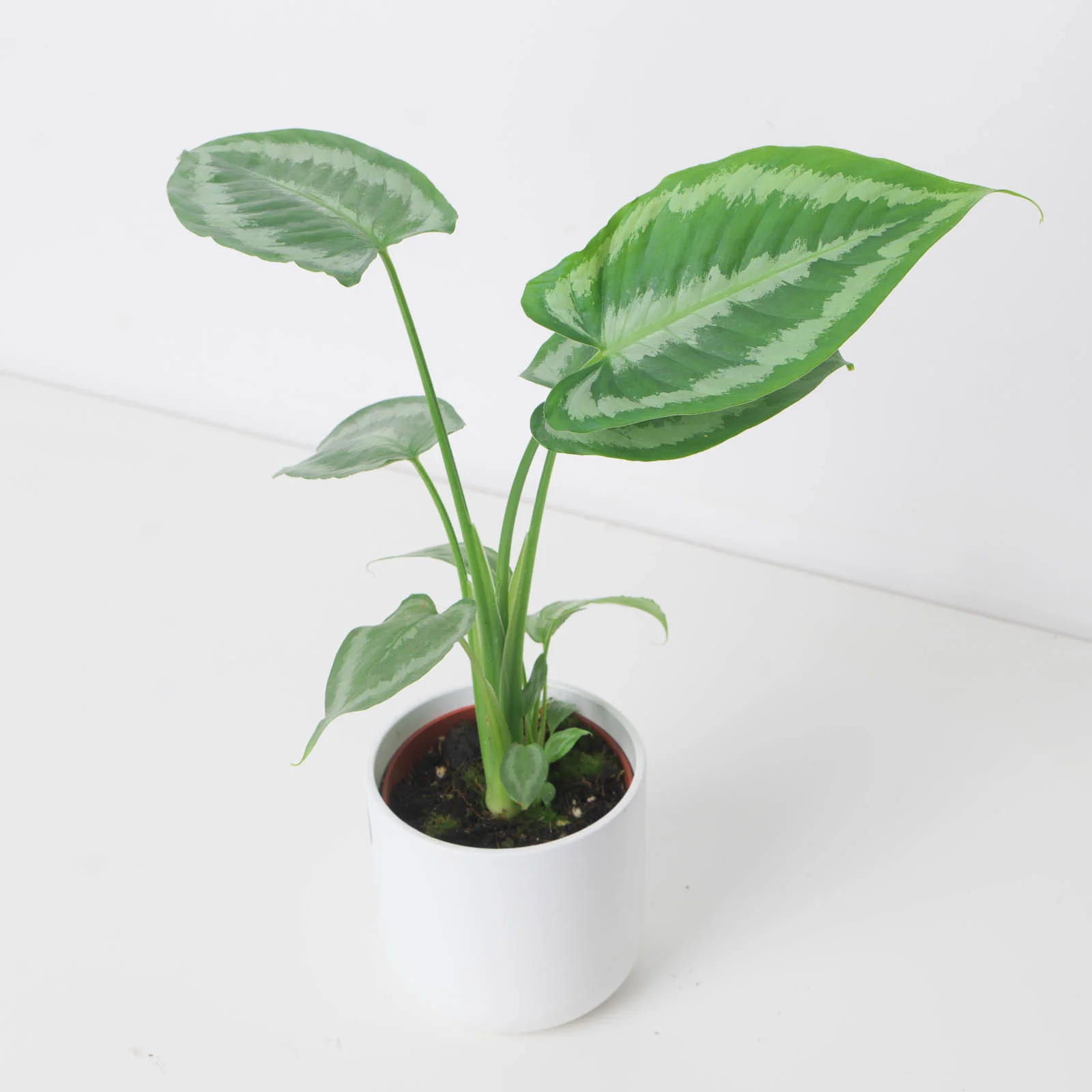 Schismatoglottis calyptrata