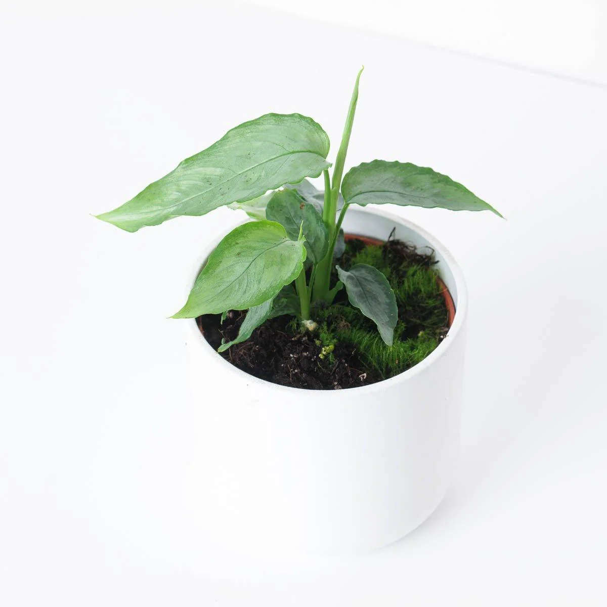 Schismatoglottis sp Silver