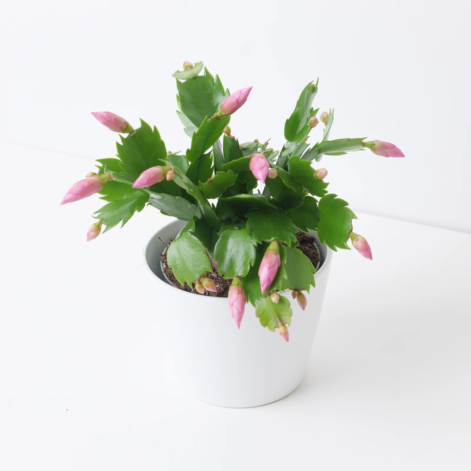 Schlumbergera Pink Thanksgiving Cactus