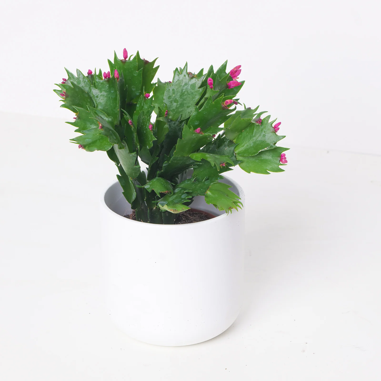Schlumbergera Pink Thanksgiving Cactus - Image 2