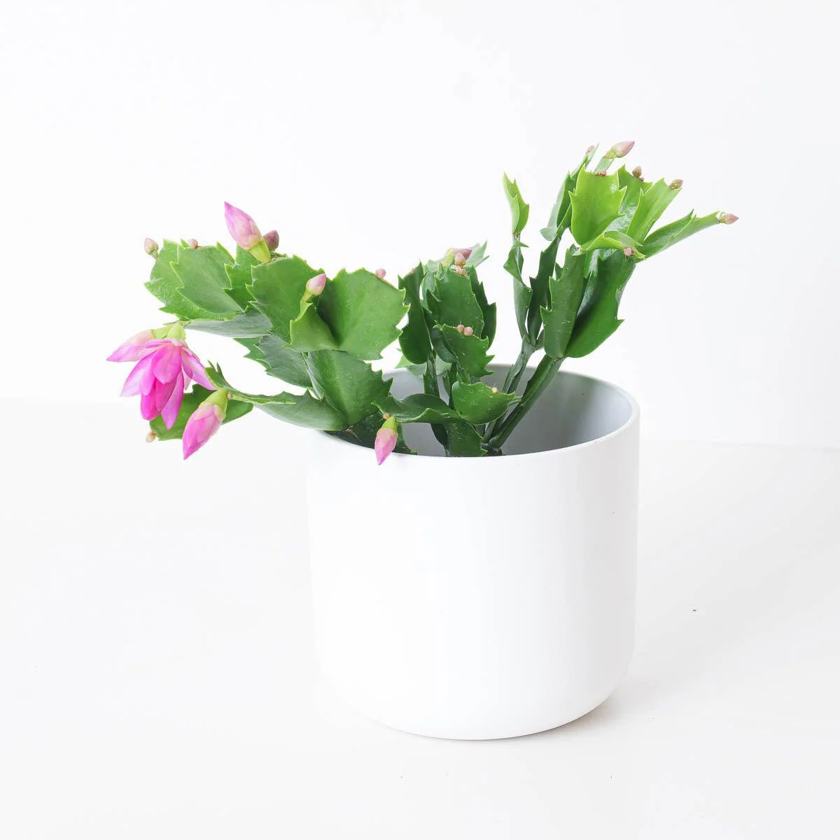 Schlumbergera Pink Thanksgiving Cactus - Image 3