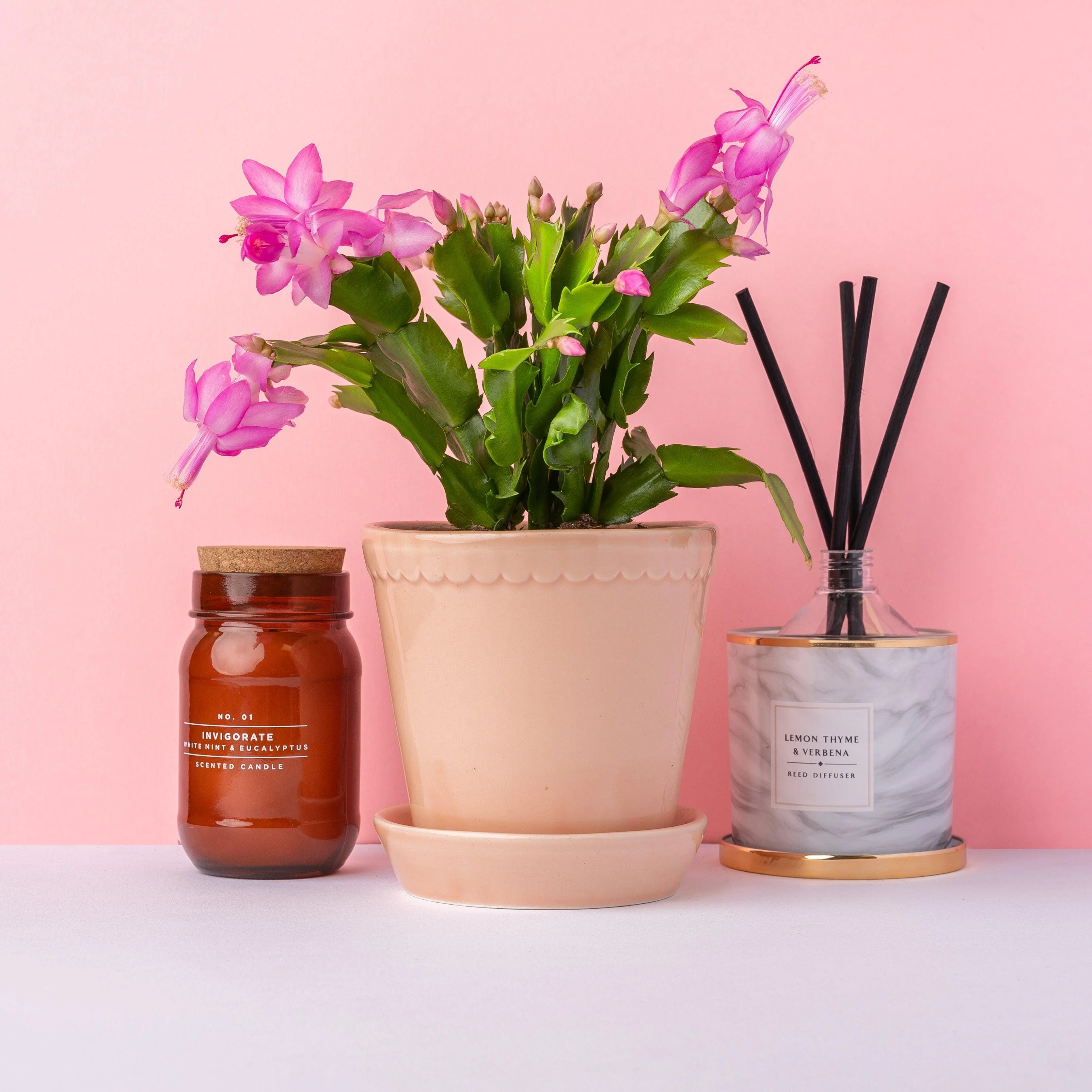 Schlumbergera Pink Thanksgiving Cactus - Image 4