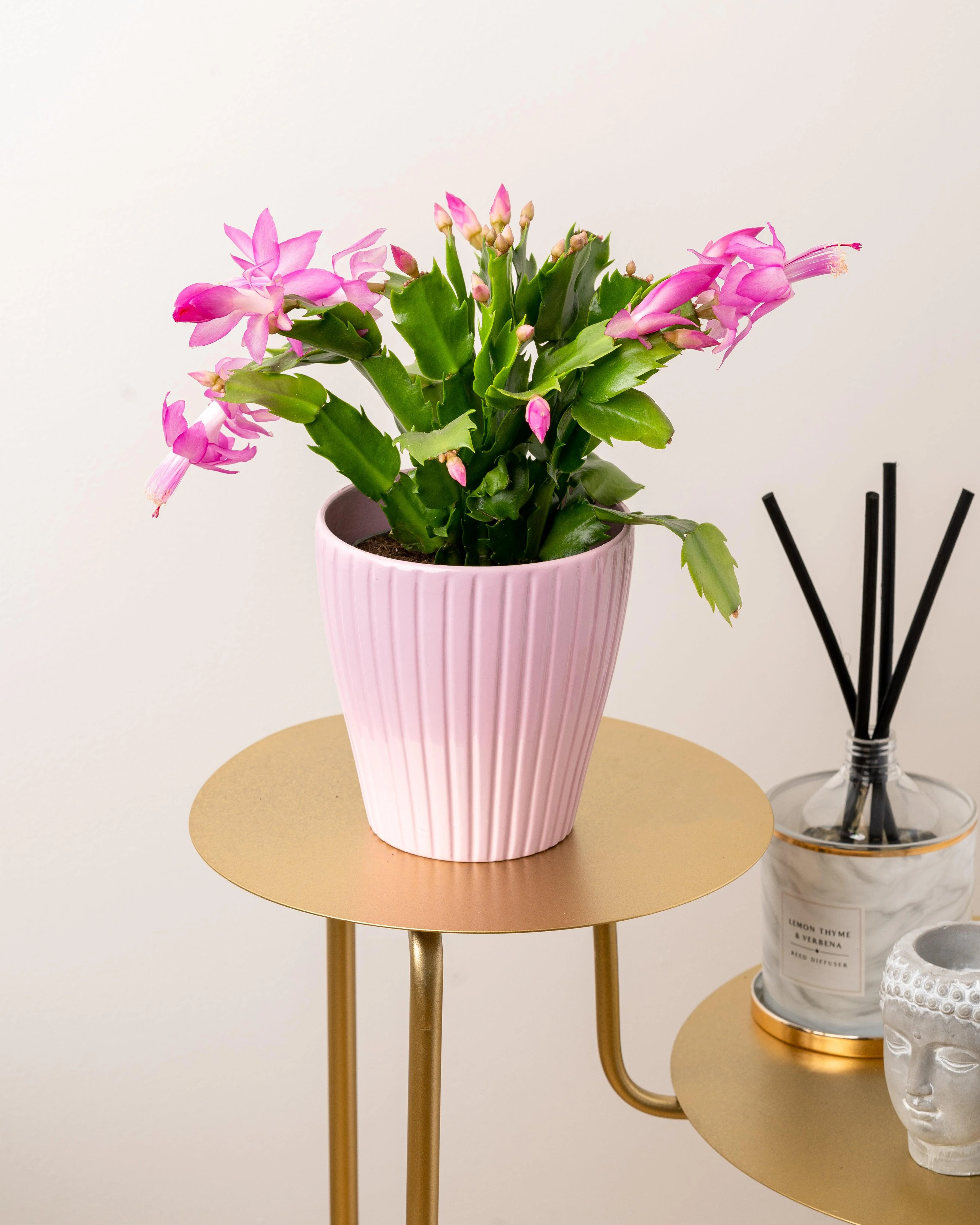 Schlumbergera Pink Thanksgiving Cactus - Image 5