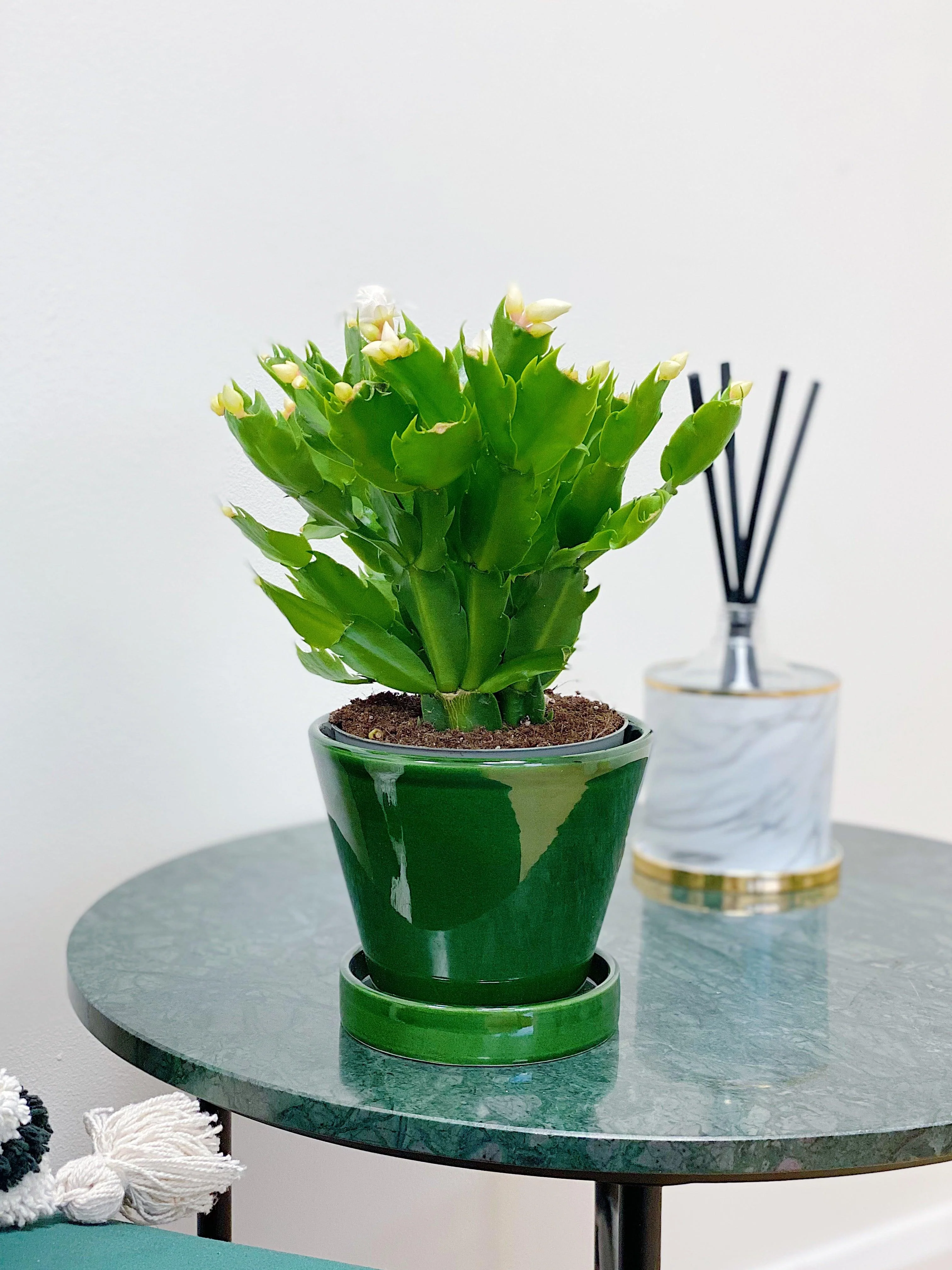 Schlumbergera White Thanksgiving Cactus - Image 2