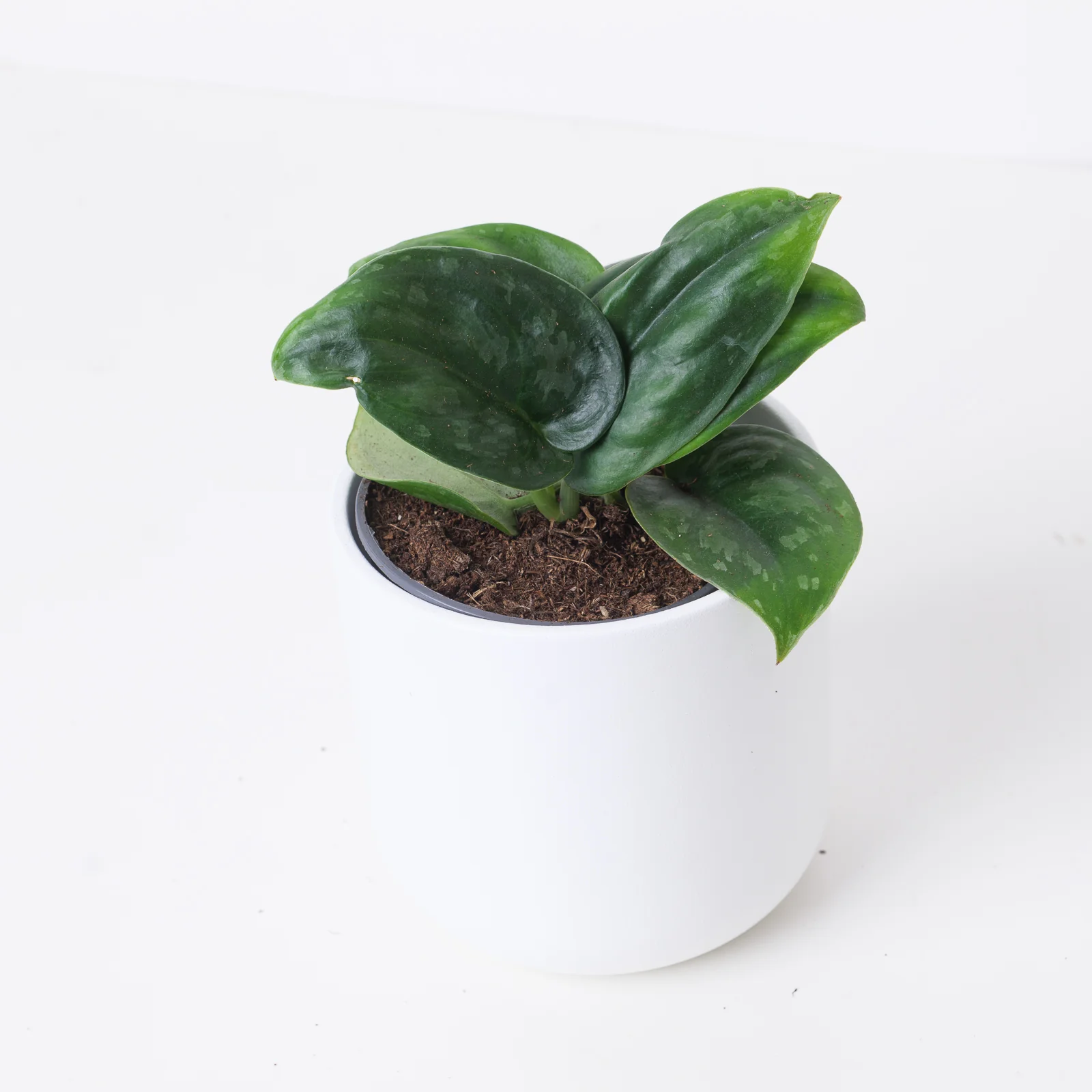 Scindapsus 'Black Mamba'