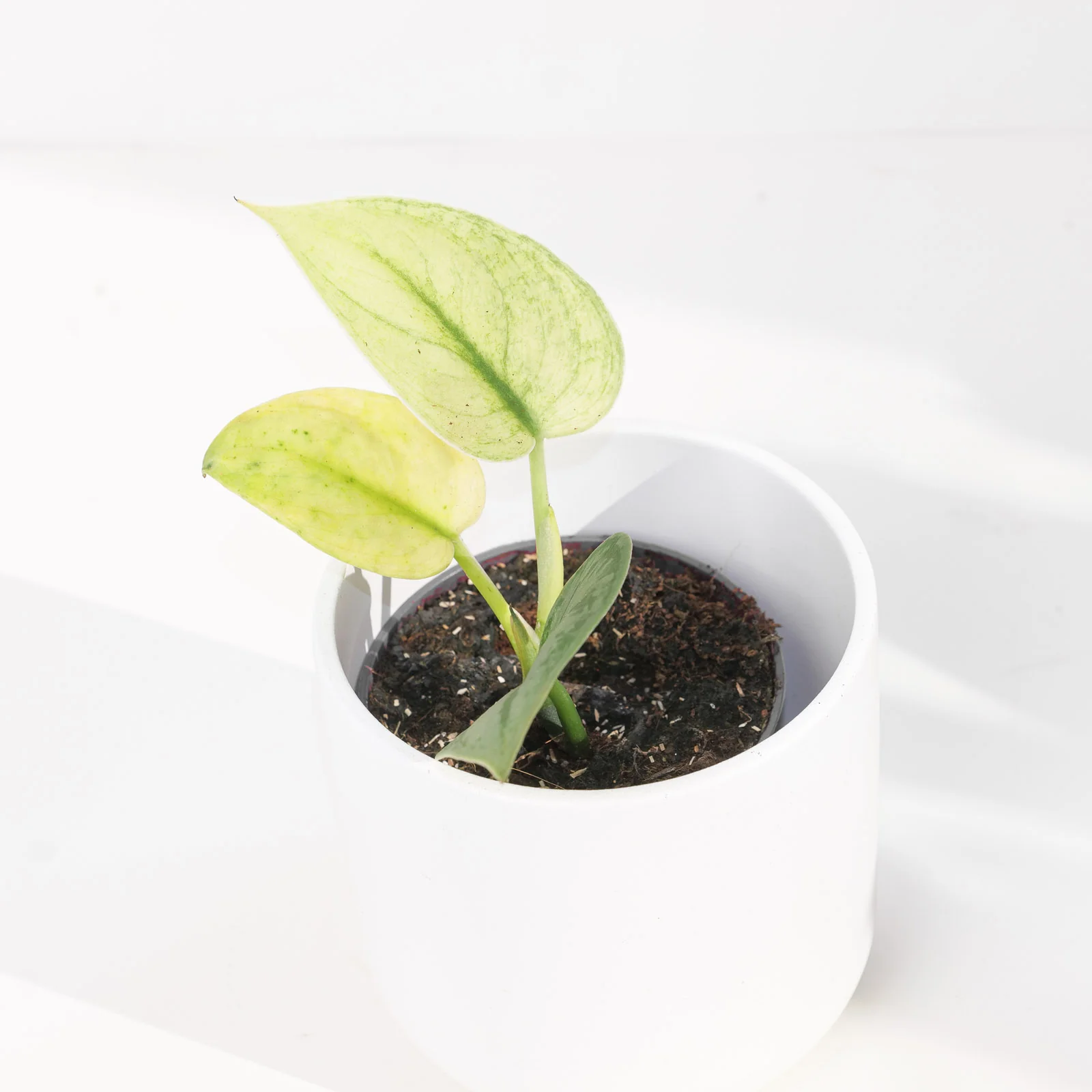 Scindapsus 'Exotica Mint'