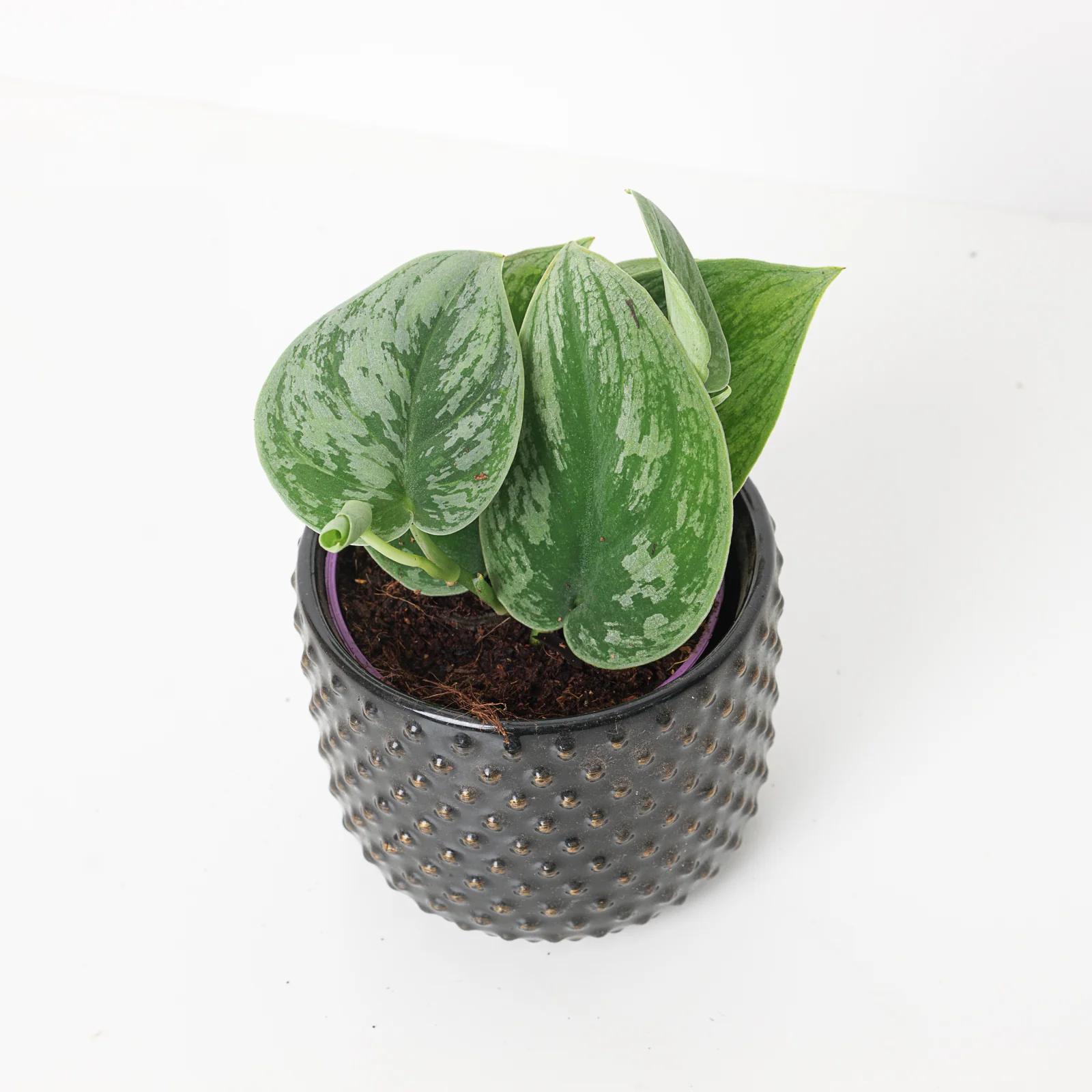Scindapsus 'Green Anaconda'