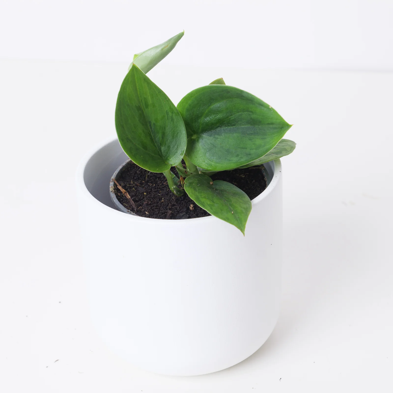 Scindapsus 'Green Army'