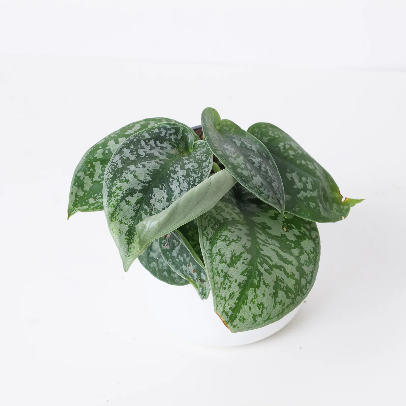 Scindapsus NOID