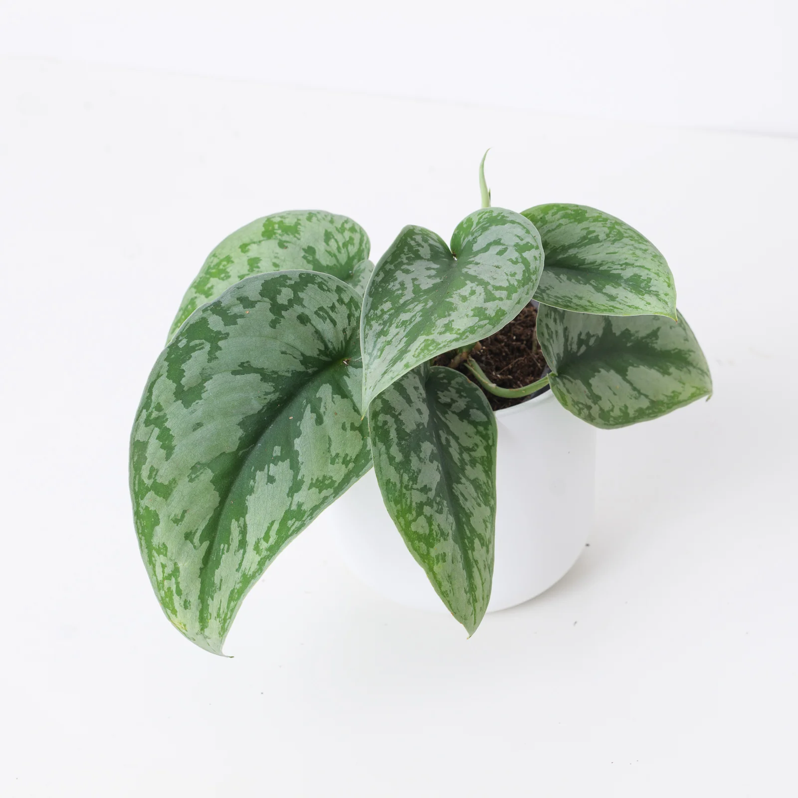 Scindapsus Pictus Trebie | Satin Pothos