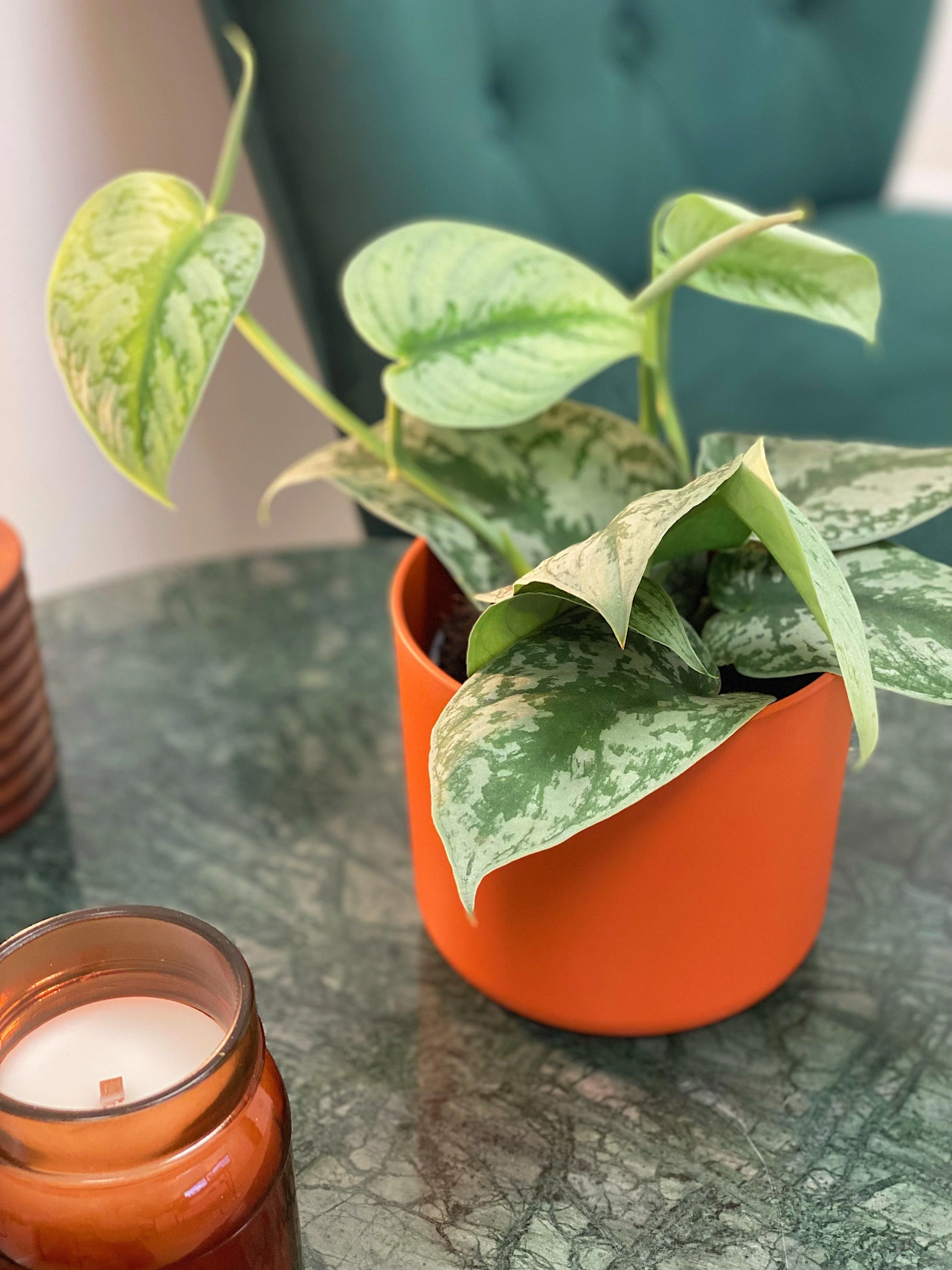 Scindapsus Pictus Trebie | Satin Pothos - Image 3