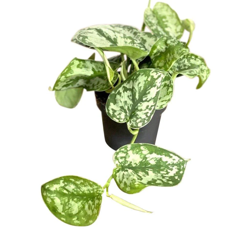 Scindapsus Pictus Trebie | Satin Pothos - Image 4