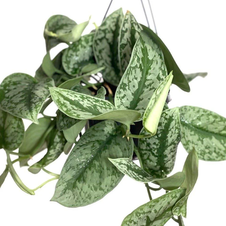 Scindapsus Pictus Trebie | Satin Pothos - Image 5