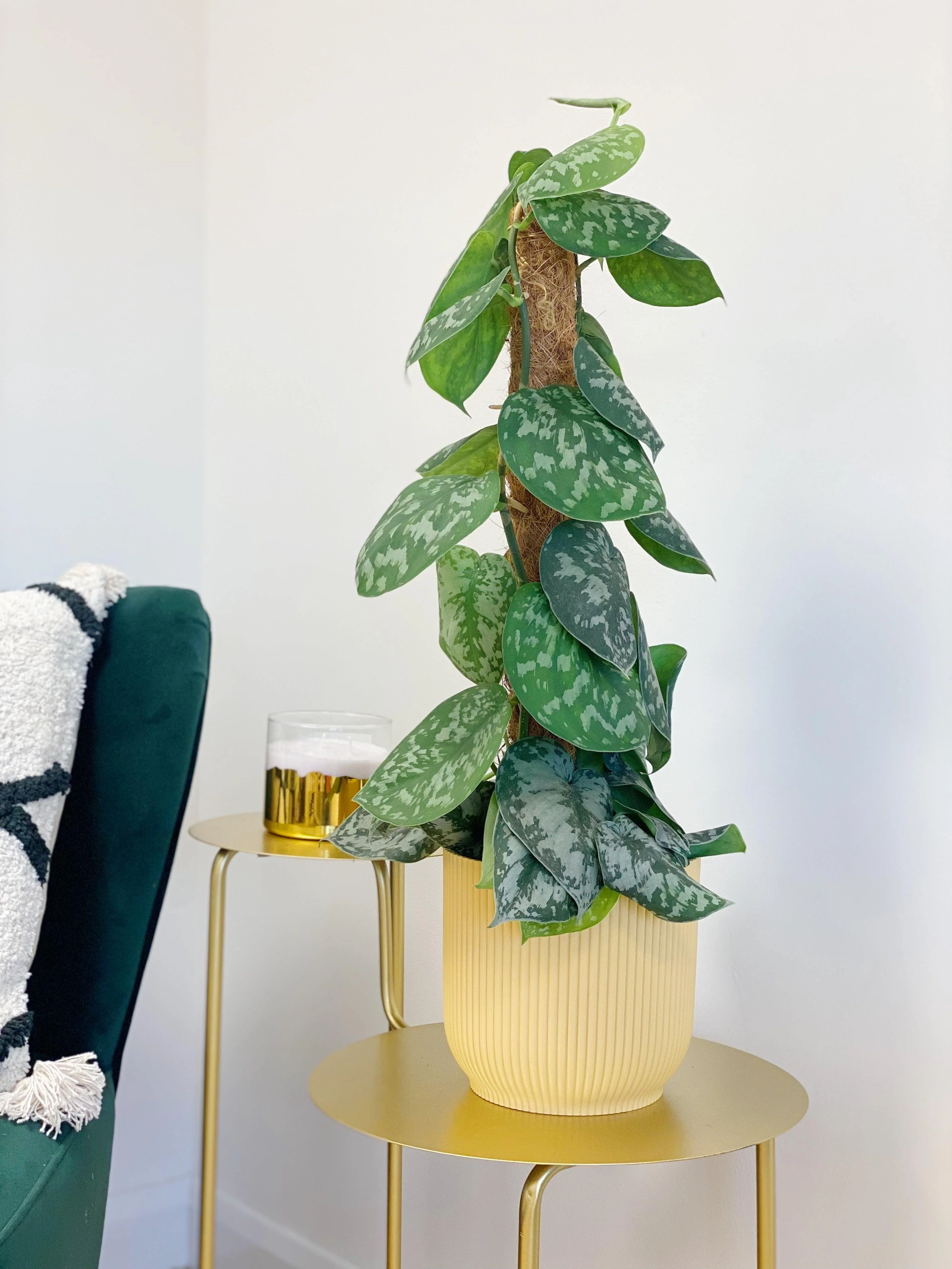 Scindapsus Pictus Trebie | Satin Pothos - Image 6