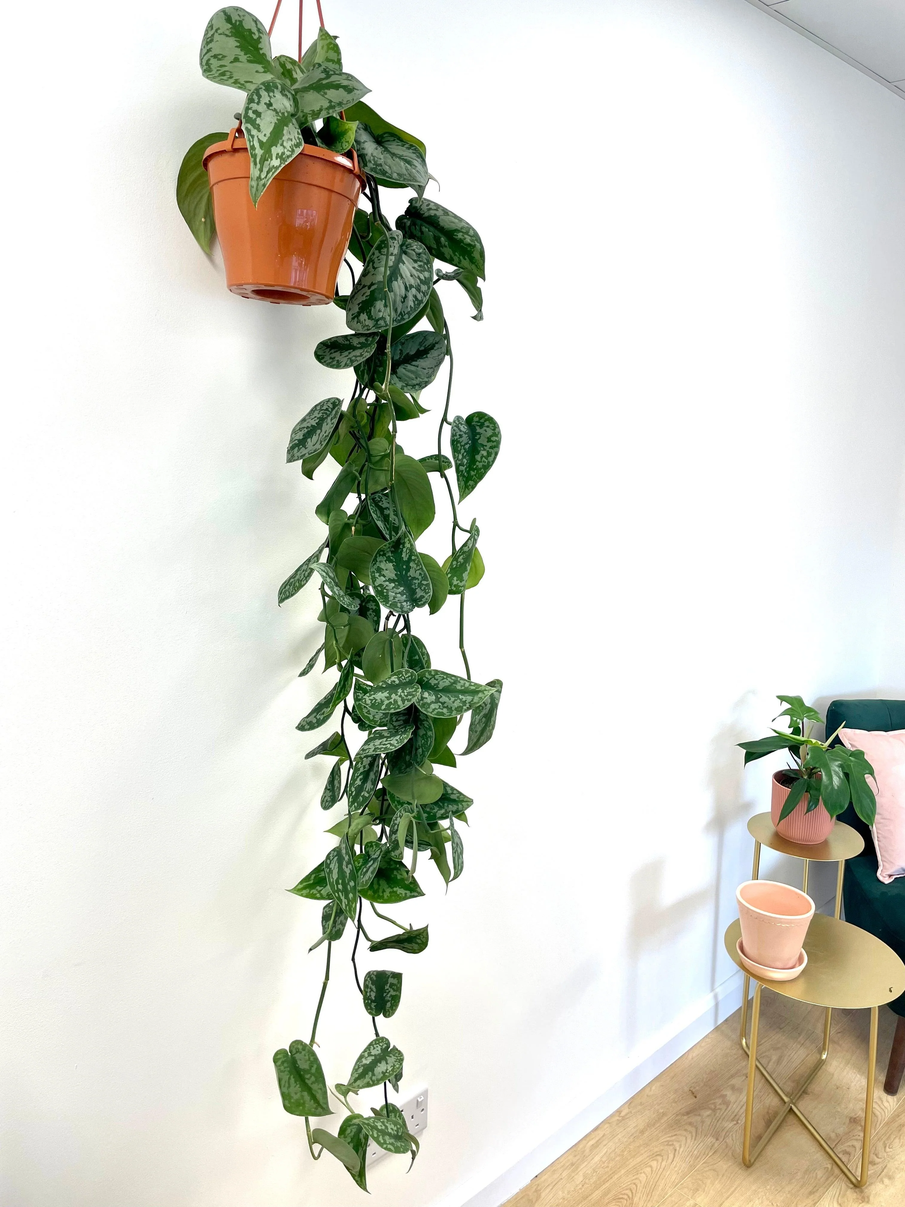 Scindapsus Pictus Trebie | Satin Pothos - Image 7
