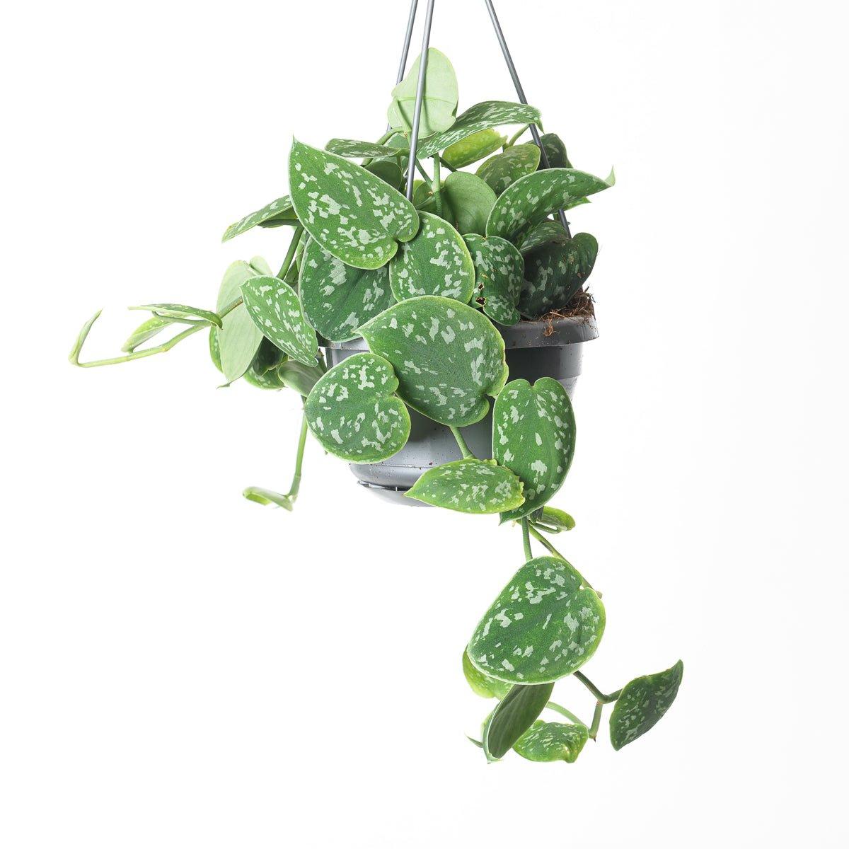 Scindapsus Pictus Argyraeus | Satin Pothos | Trailing Plant - Image 3