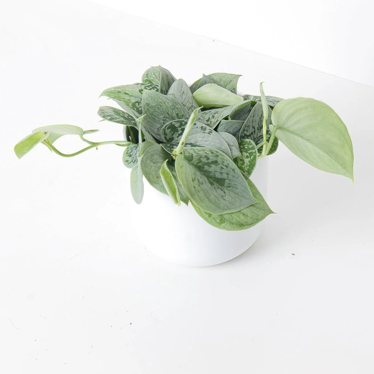 Scindapsus Pictus Silvery Ann | Satin Pothos