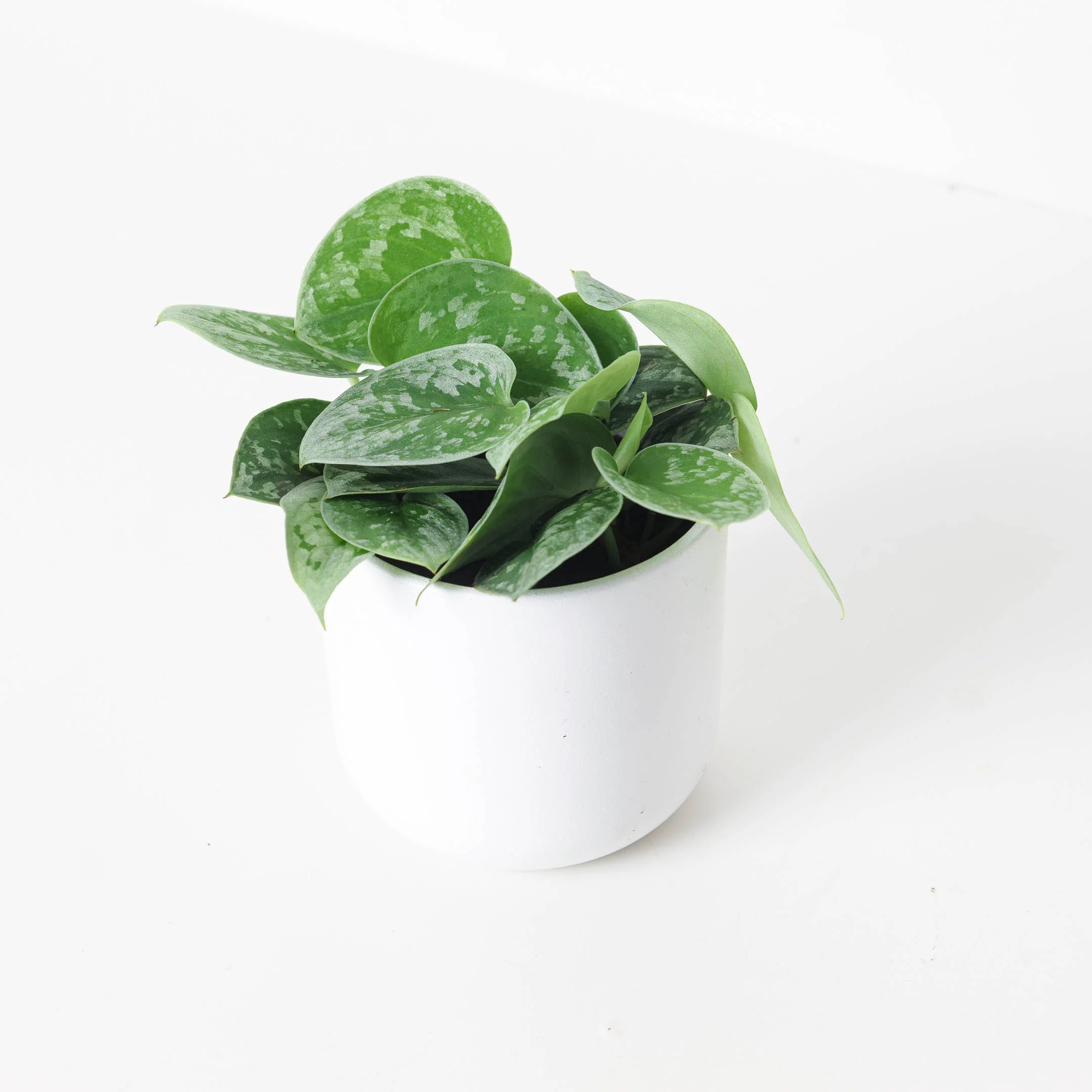 Scindapsus Pictus Silvery Ann | Satin Pothos - Image 10