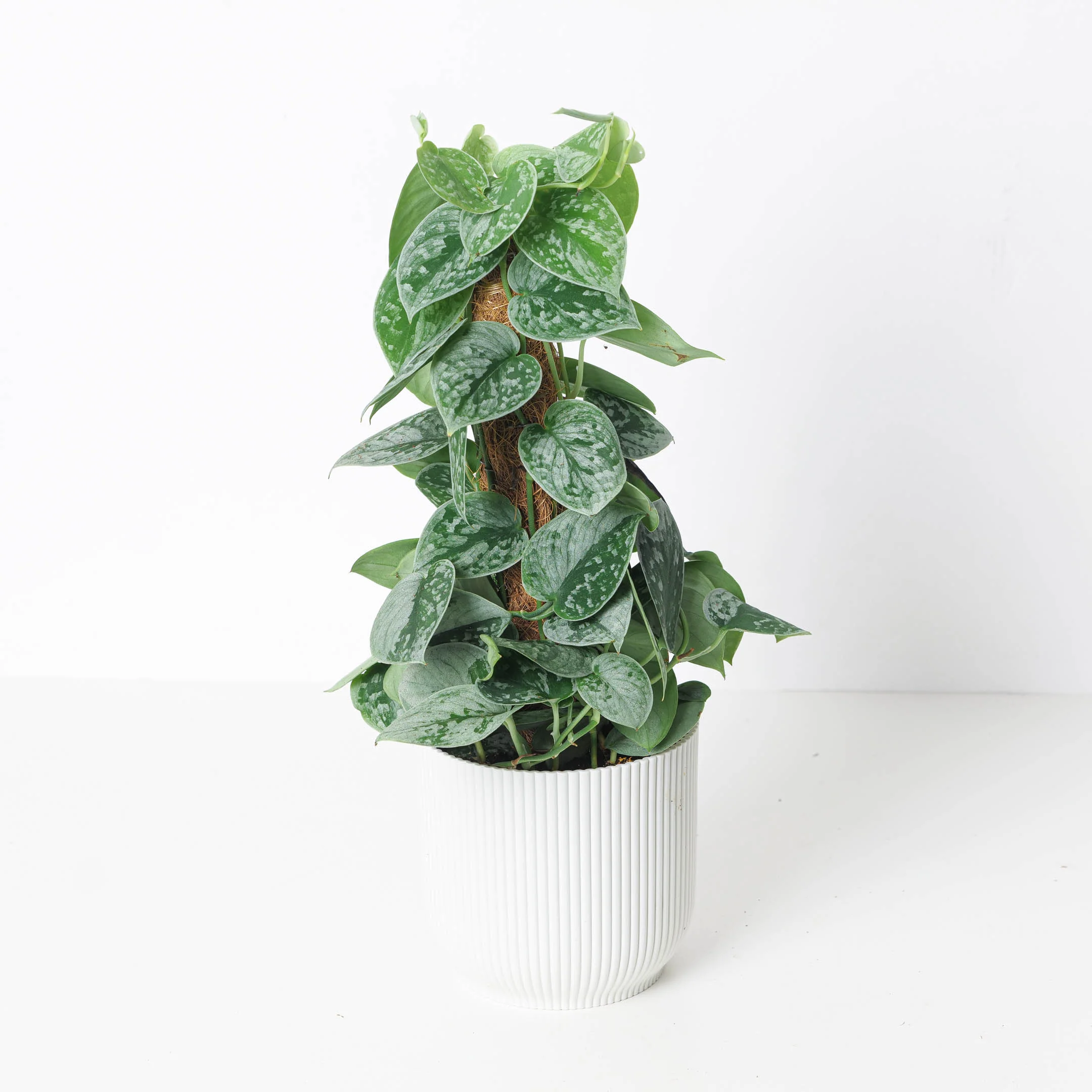 Scindapsus Pictus Silvery Ann | Satin Pothos - Image 11