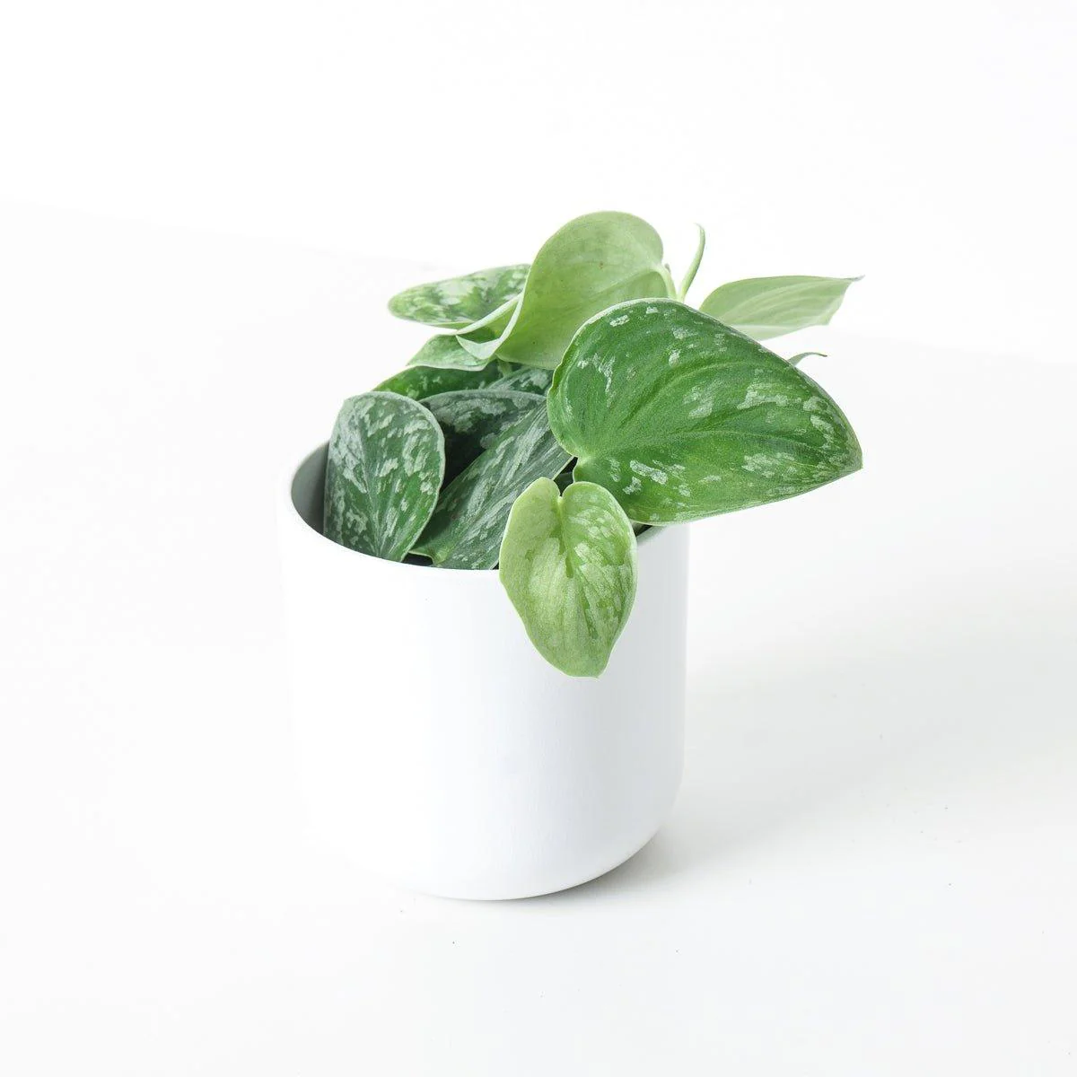 Scindapsus Pictus Silvery Ann | Satin Pothos - Image 2