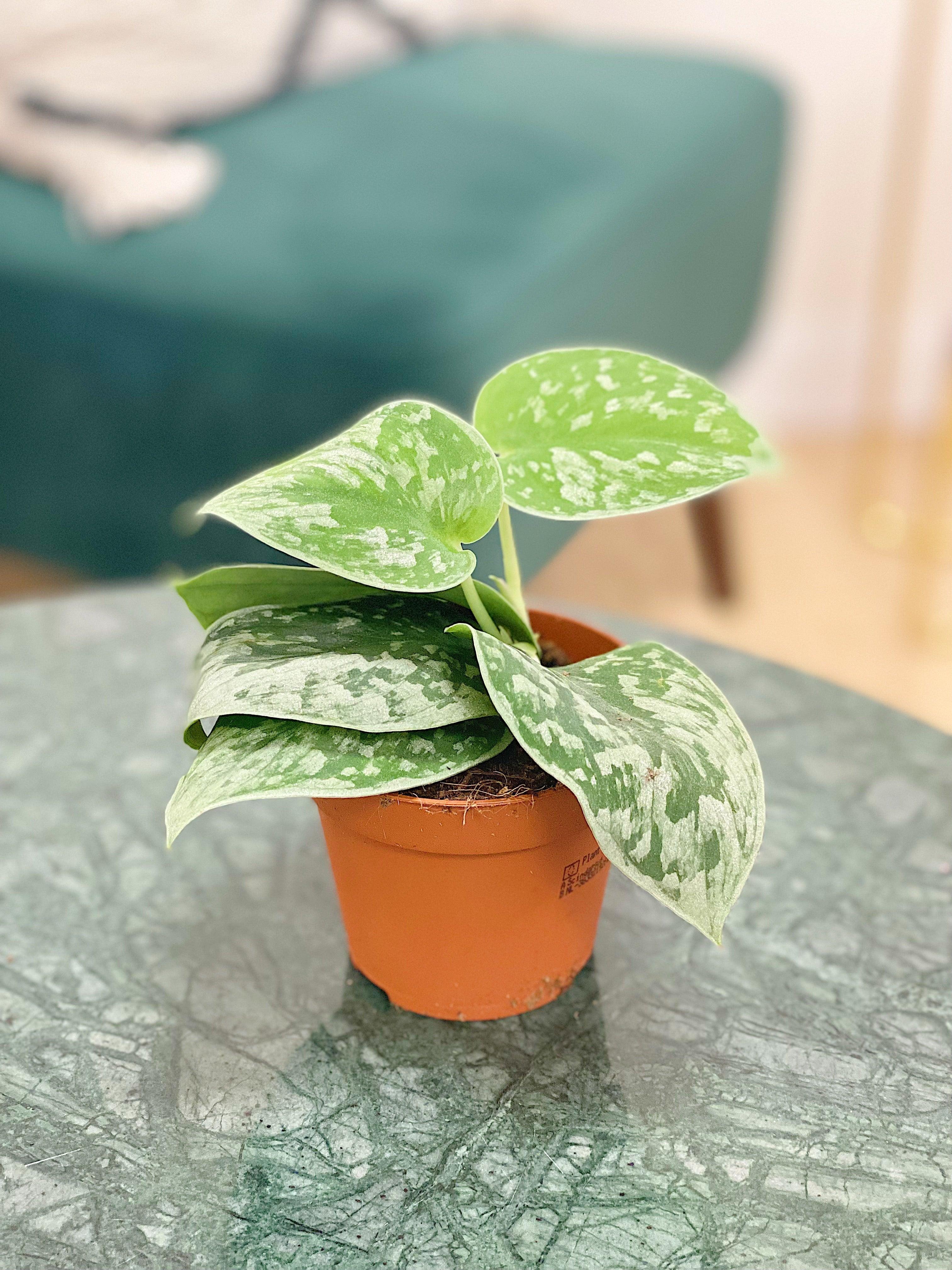 Scindapsus Pictus Silvery Ann | Satin Pothos - Image 3