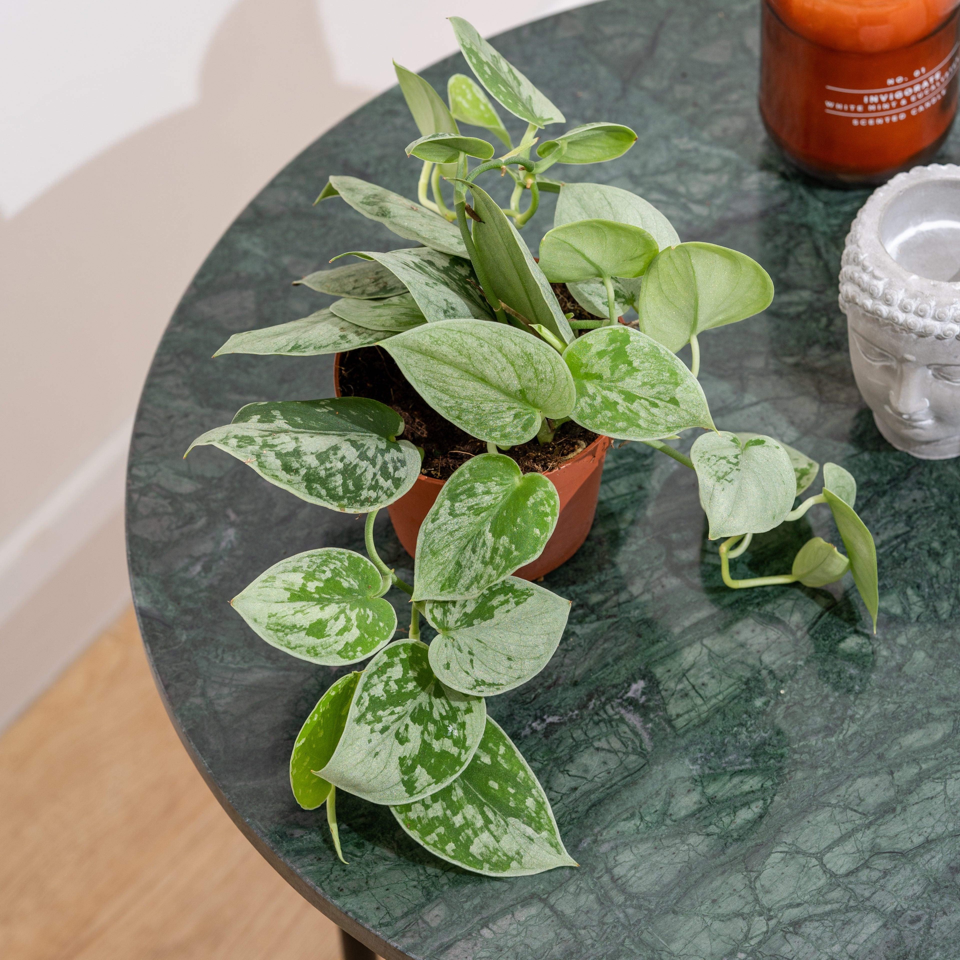 Scindapsus Pictus Silvery Ann | Satin Pothos - Image 4