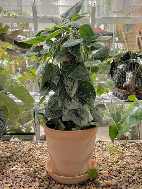 Scindapsus Pictus Silvery Ann | Satin Pothos - Image 5