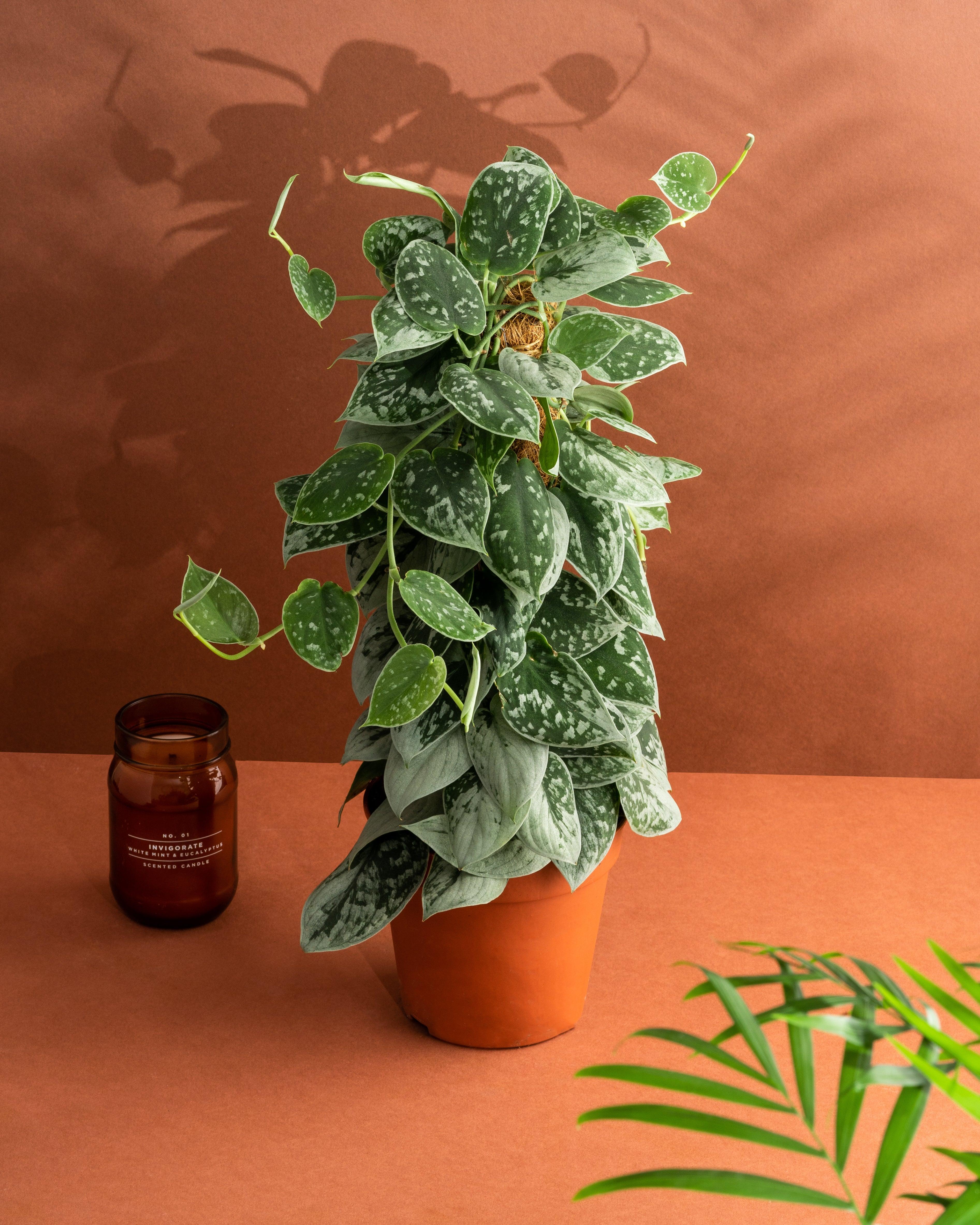Scindapsus Pictus Silvery Ann | Satin Pothos - Image 6