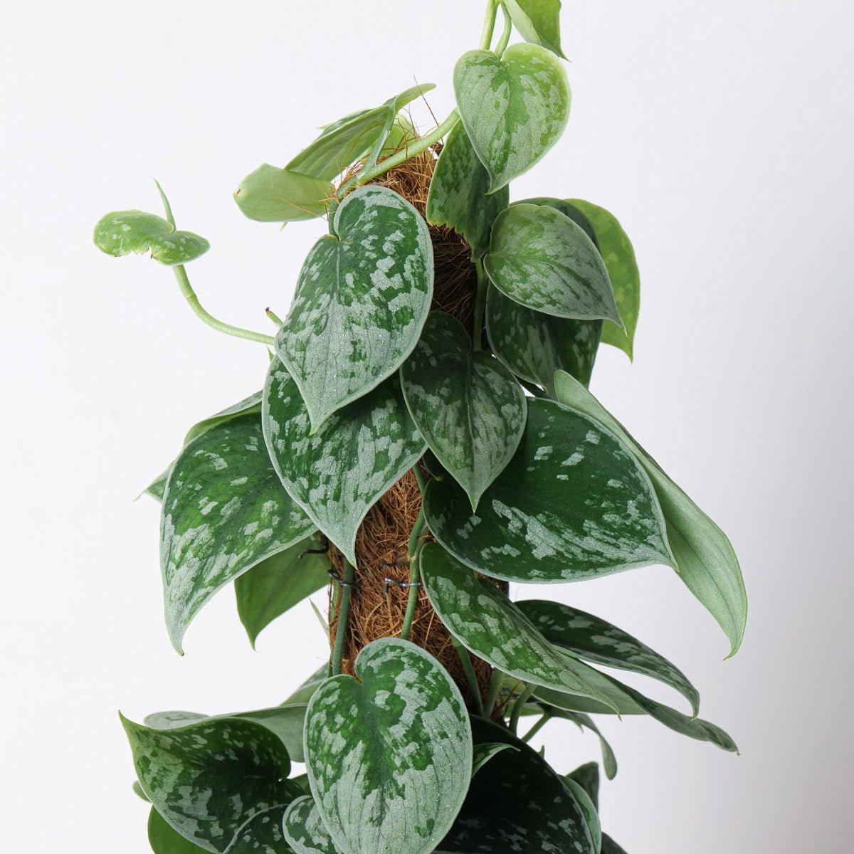 Scindapsus Pictus Silvery Ann | Satin Pothos - Image 8