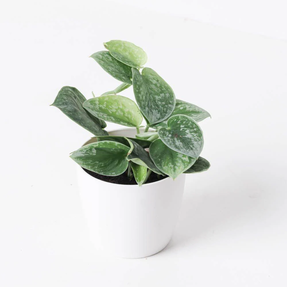 Scindapsus Pictus Silvery Ann | Satin Pothos - Image 9