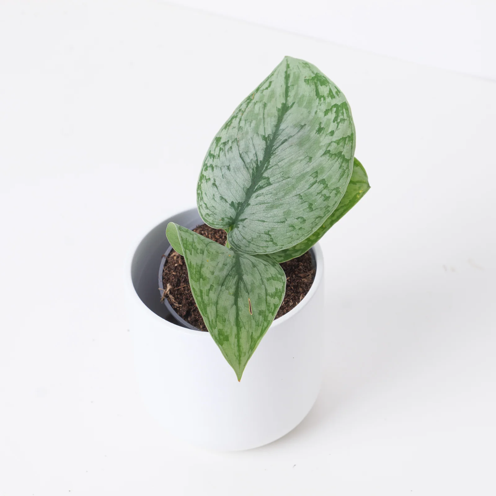 Scindapsus 'Silver Cloud'