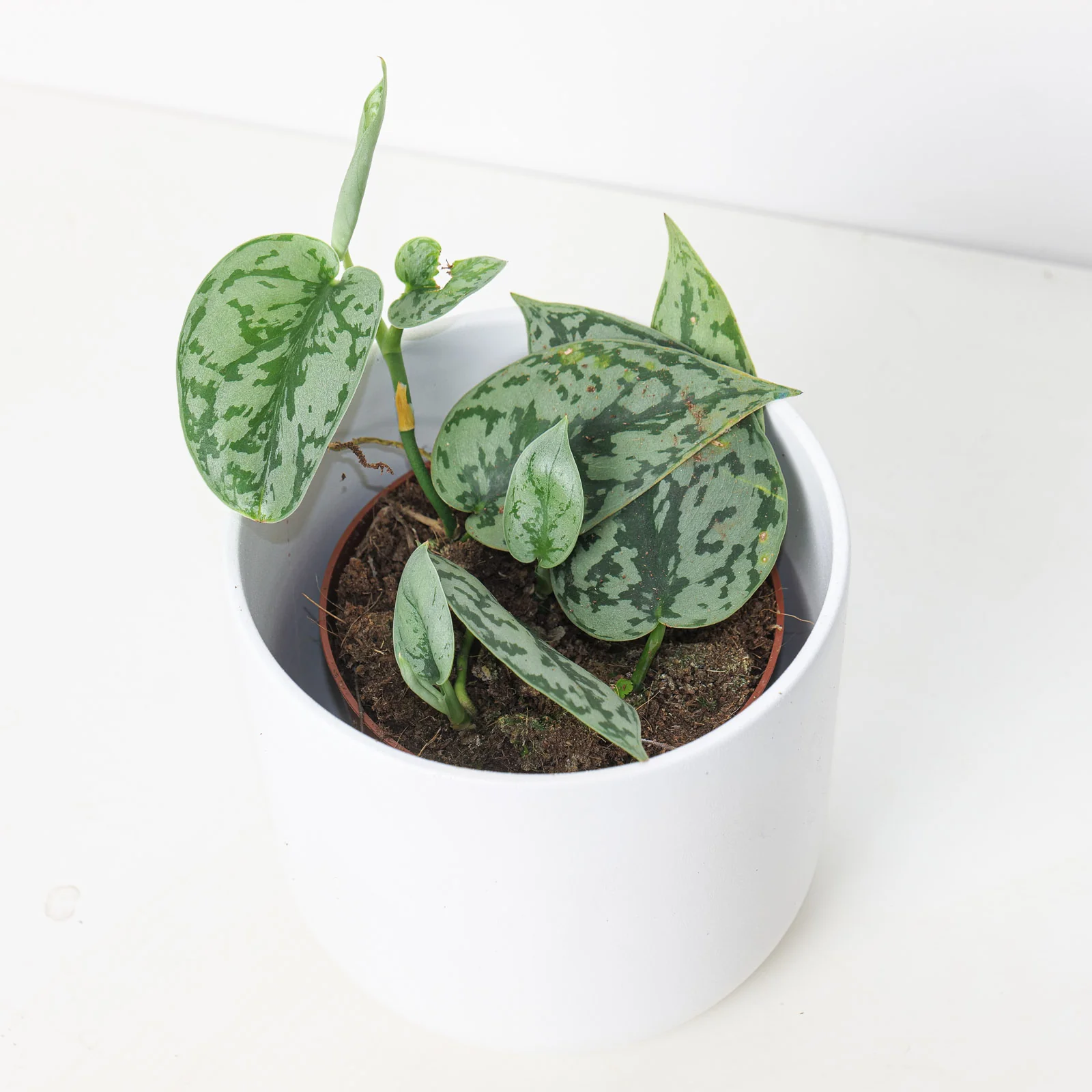 Scindapsus 'Silver Hero'