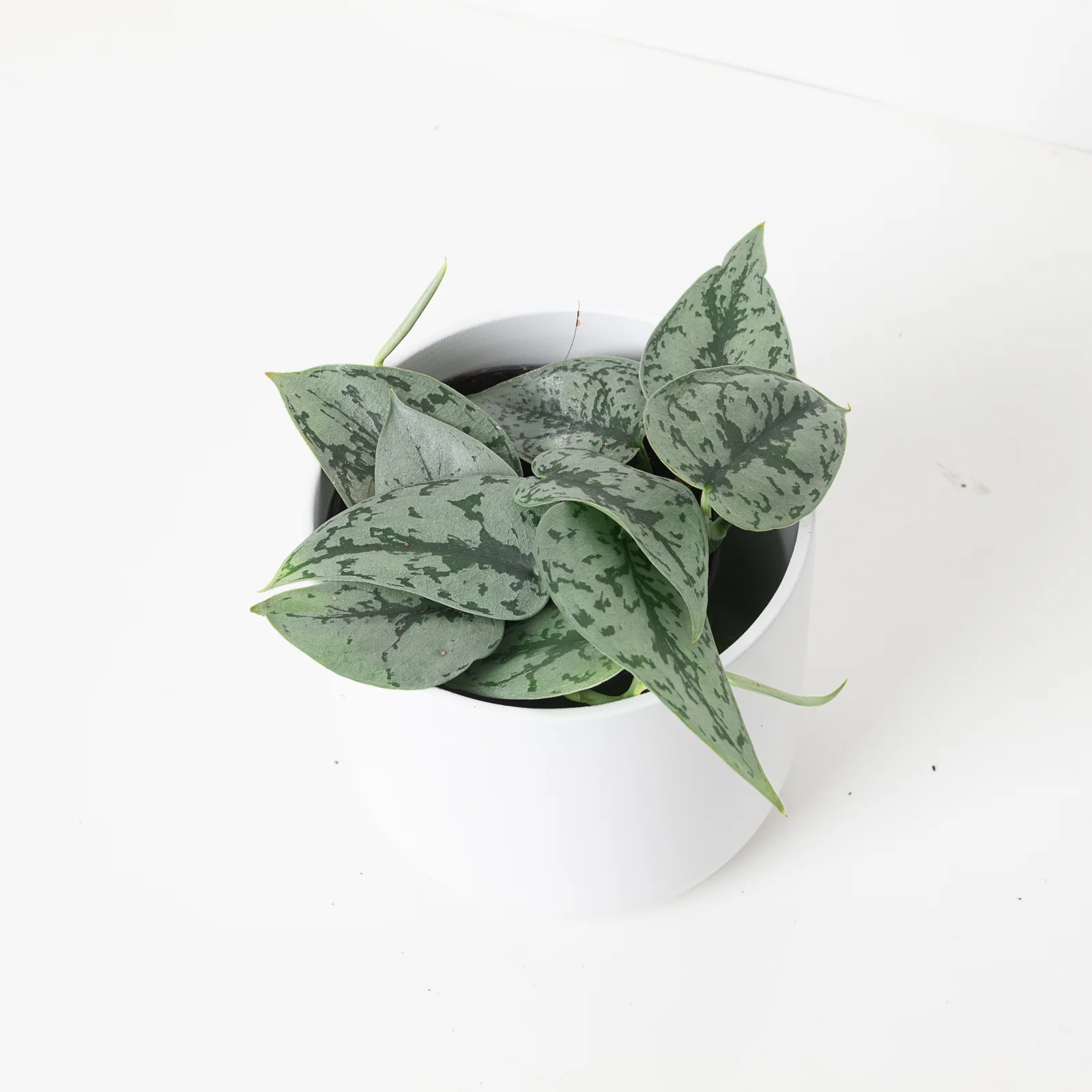 Scindapsus 'Silver Lady'