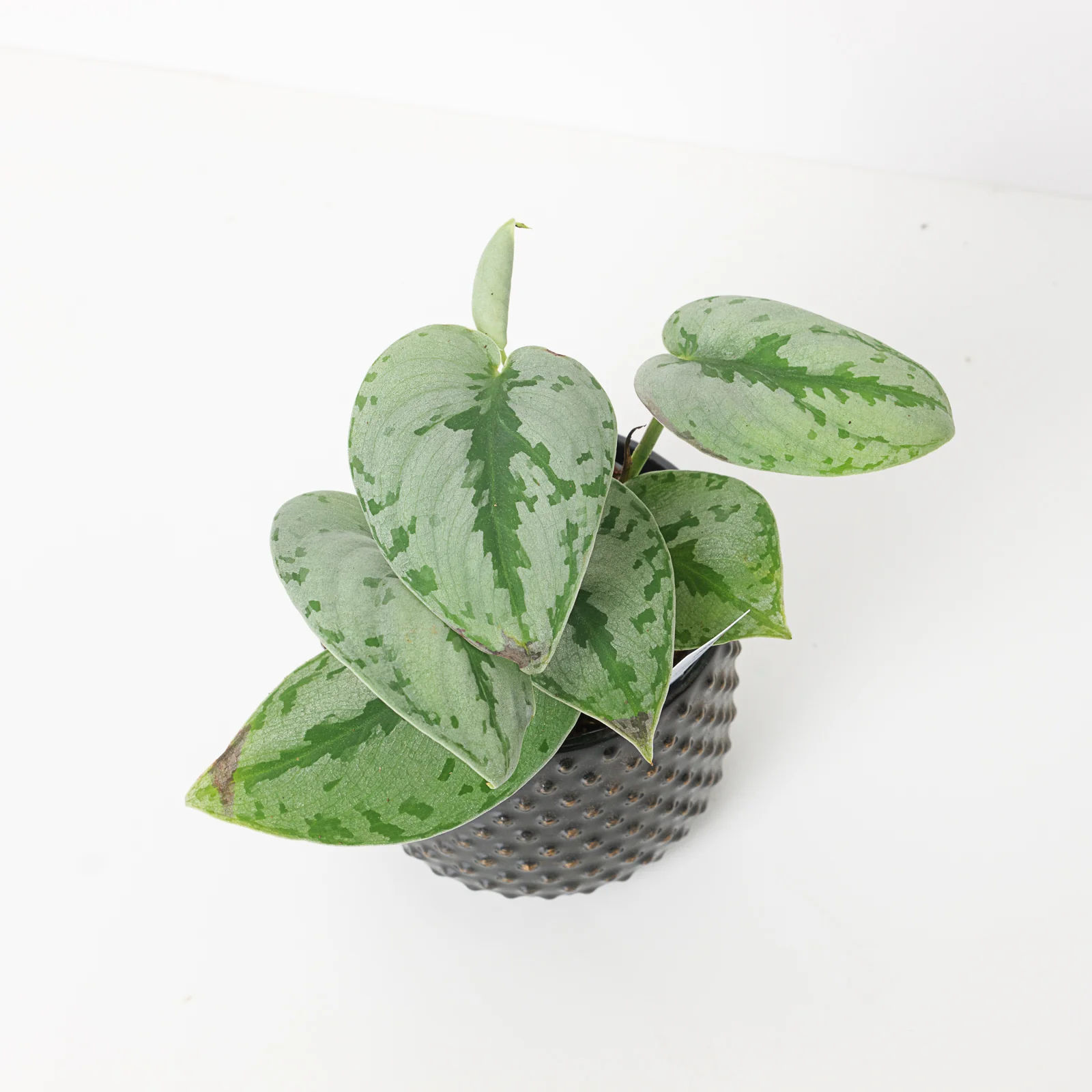 Scindapsus 'Sparkling Borneo'