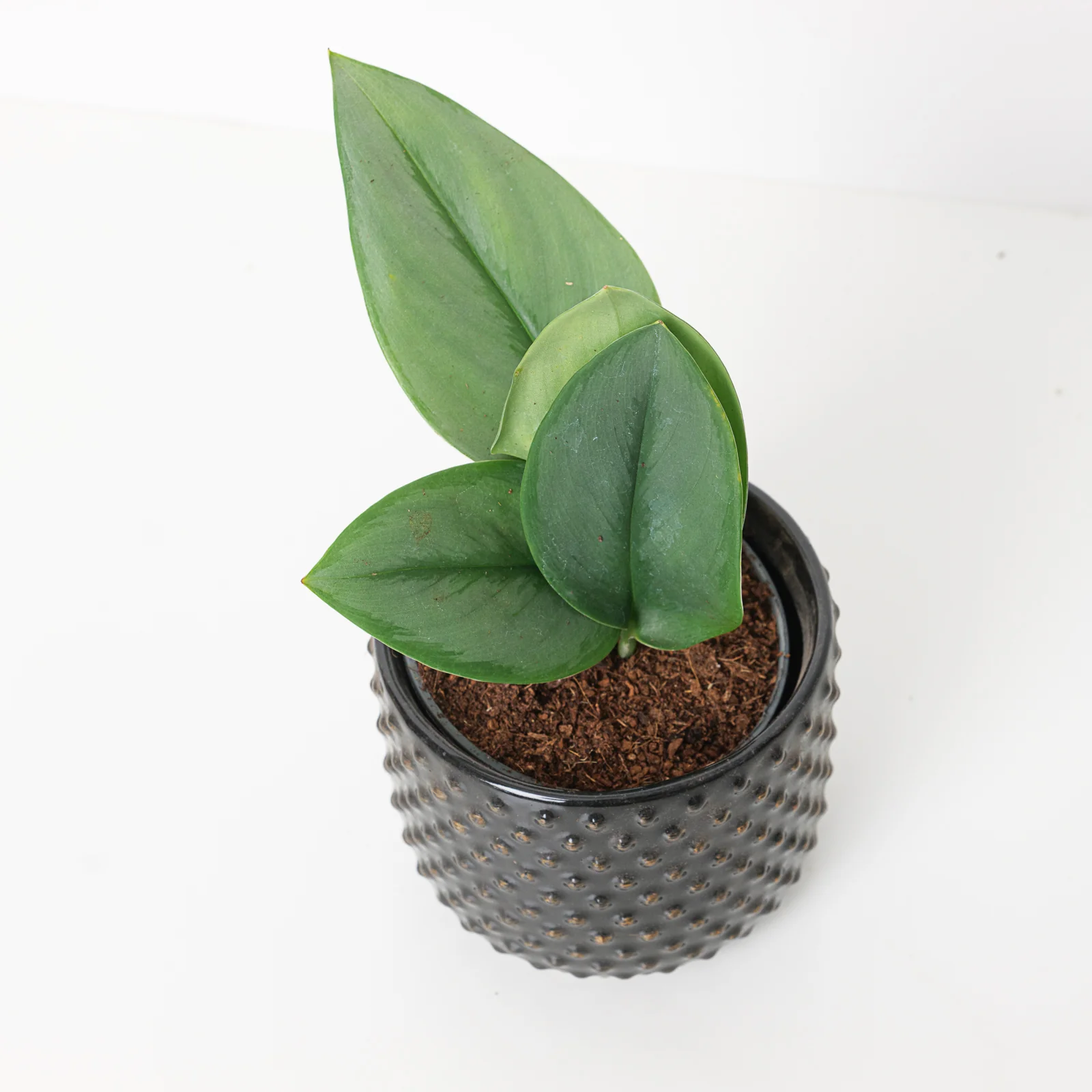 Scindapsus Treubii Moonlight Pothos - Image 3