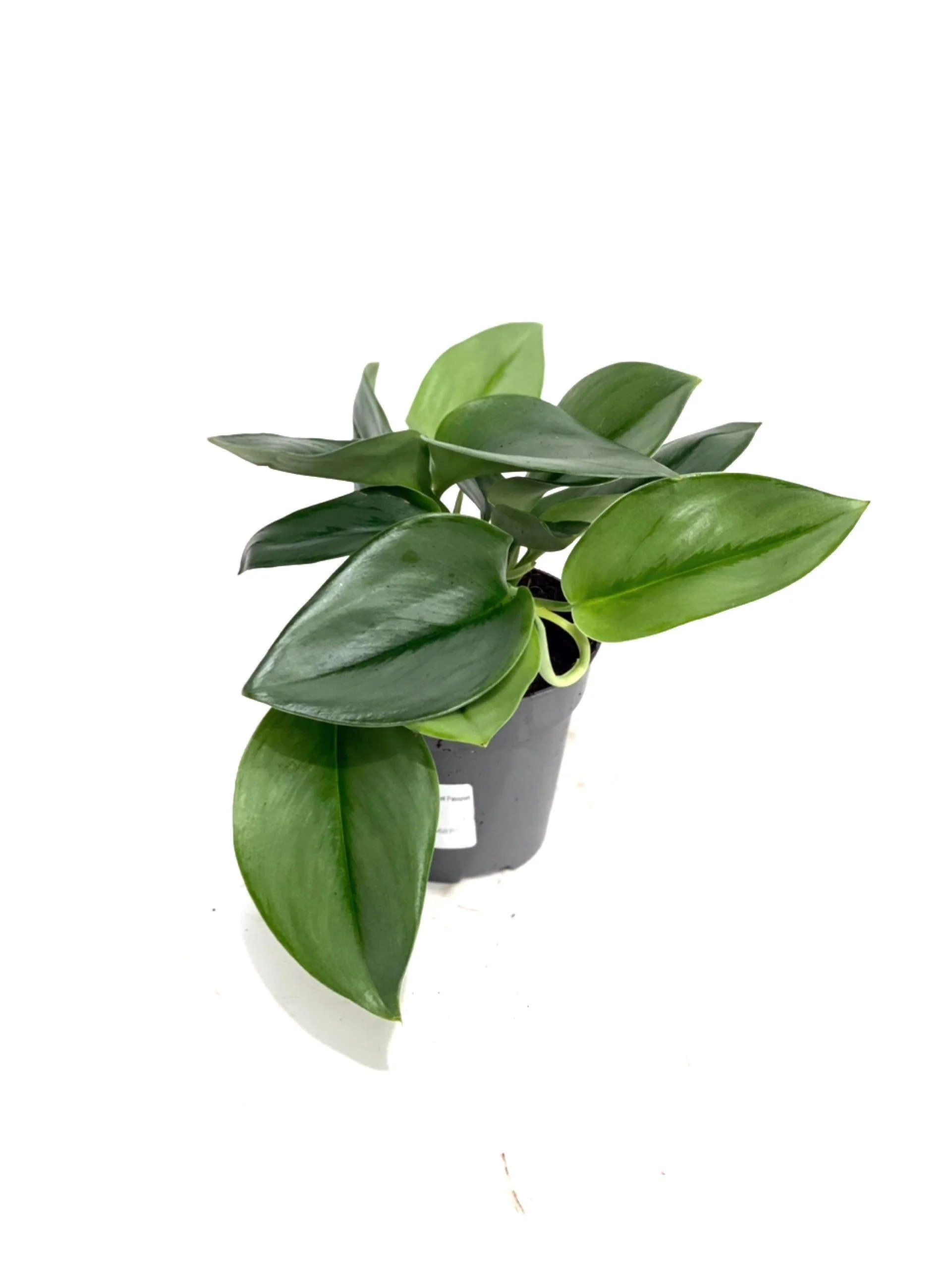 Scindapsus Treubii Moonlight Pothos - Image 4
