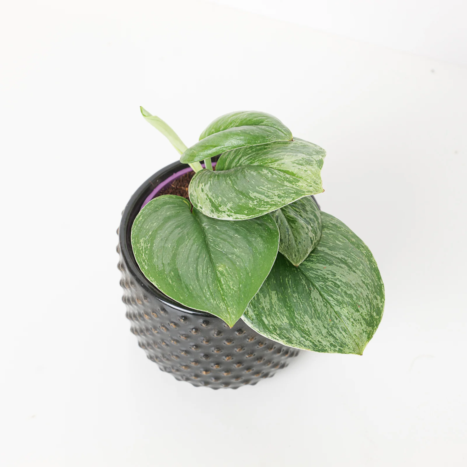 Scindapsus treubii 'moonlight' variegated