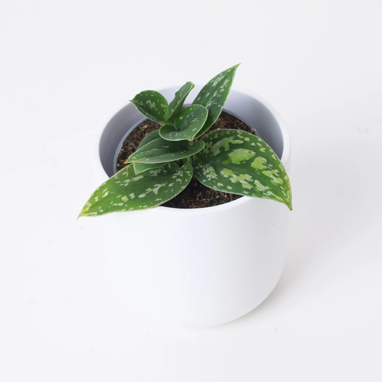 Scindapsus 'Tricolor Dark'