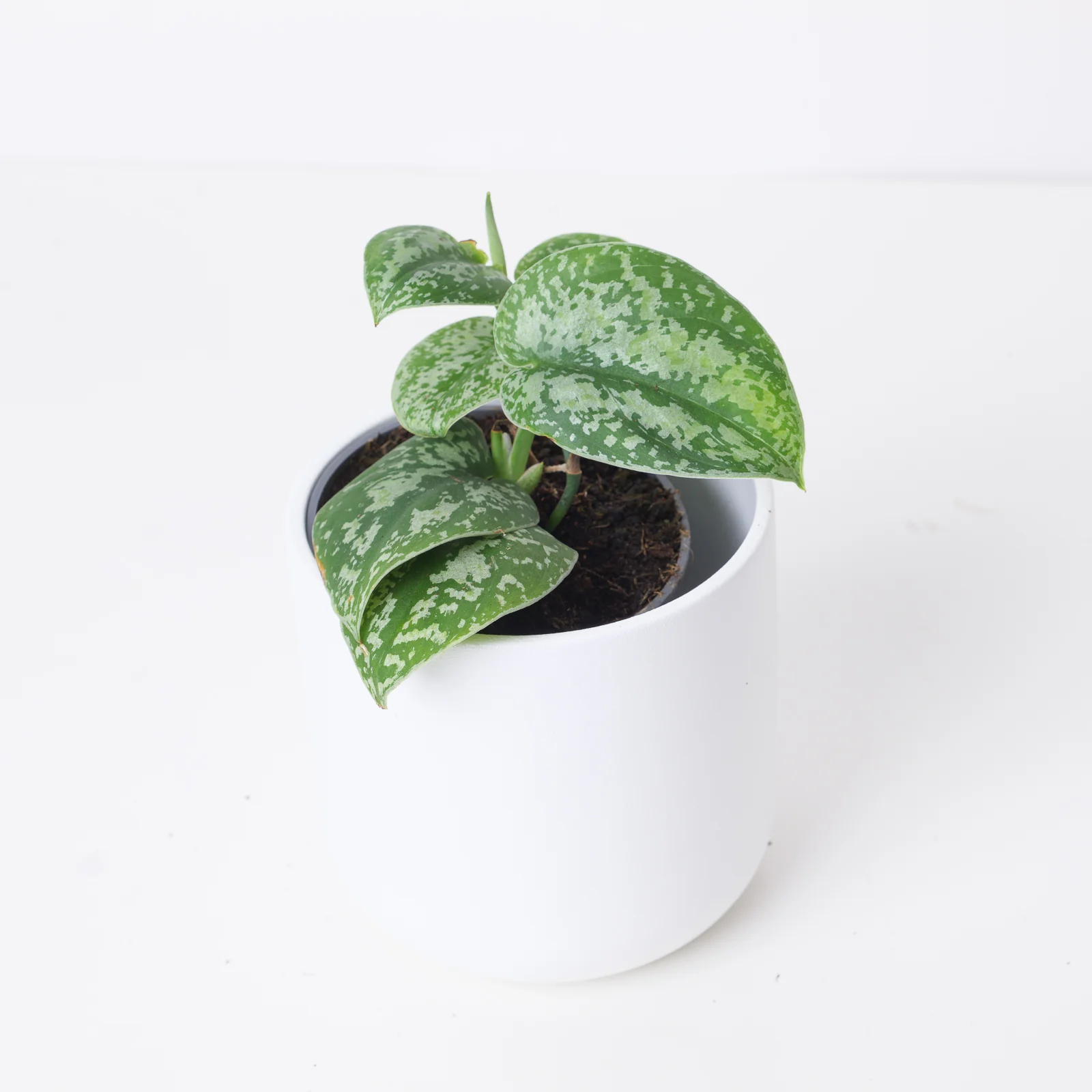 Scindapsus 'Tricolor Light'